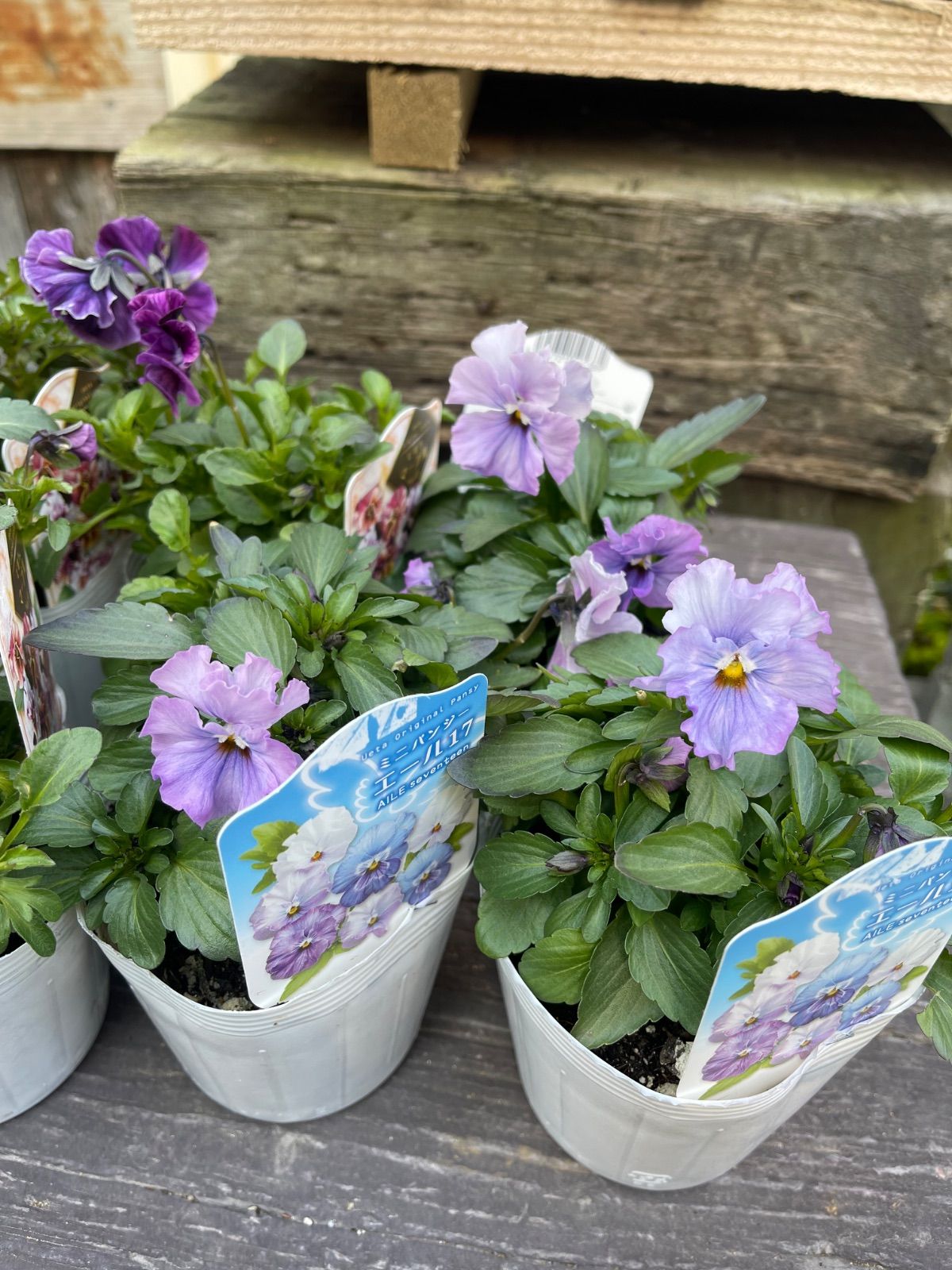 ⭐︎Special価格⭐︎最終値下げ！花苗うえたビオラパンジー6つセット