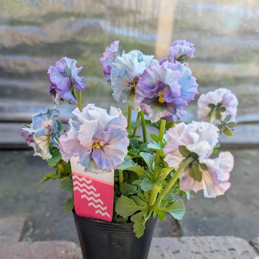 プティフール ペルル 15 ビオラ 花 苗 送料込み - メルカリ