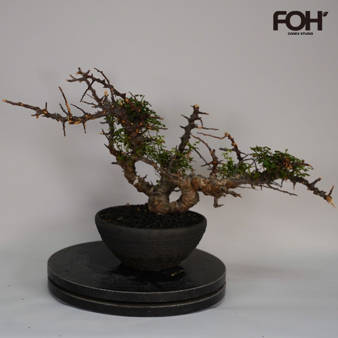 E32 コミフォラ SP エイル 発根済み 現地球 ソマリア産 - メルカリ