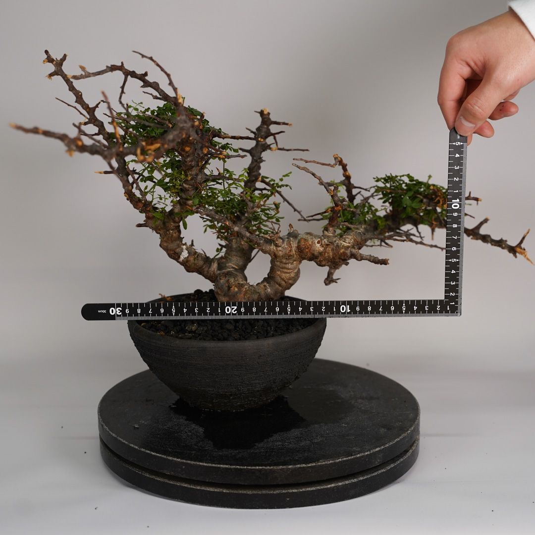 E32 コミフォラ SP エイル 発根済み 現地球 ソマリア産 - メルカリ