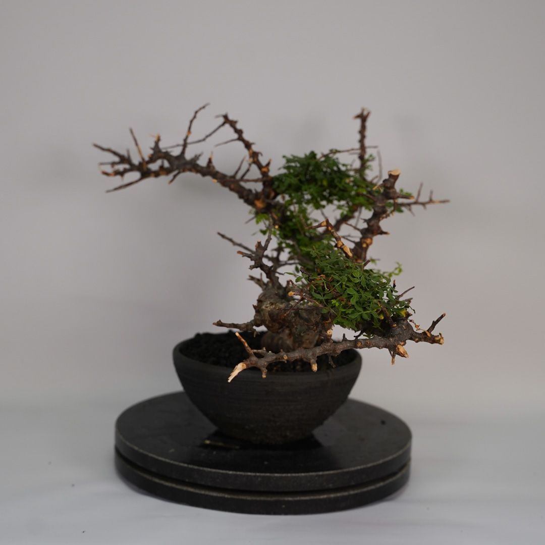 E32 コミフォラ SP エイル 発根済み 現地球 ソマリア産 - メルカリ