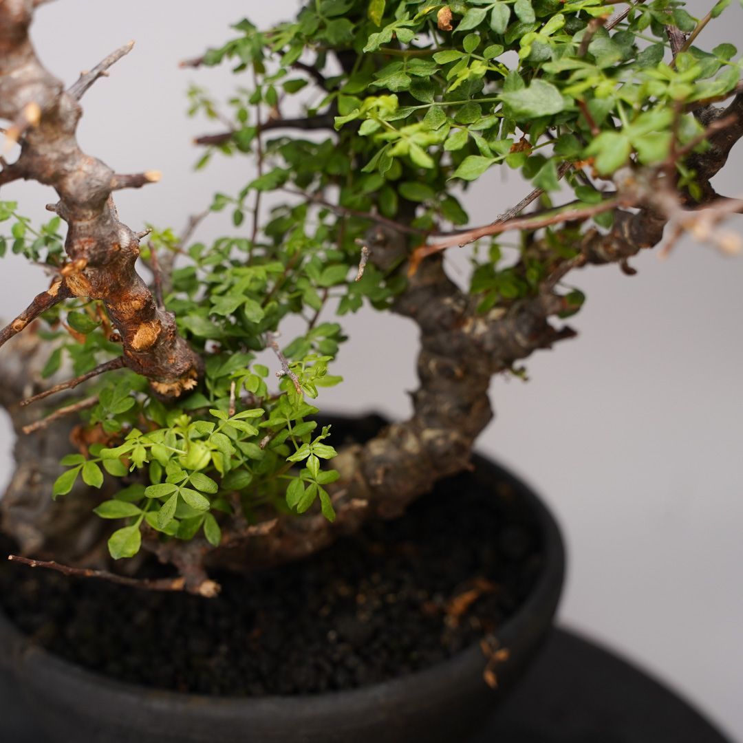 E32 コミフォラ SP エイル 発根済み 現地球 ソマリア産 - メルカリ