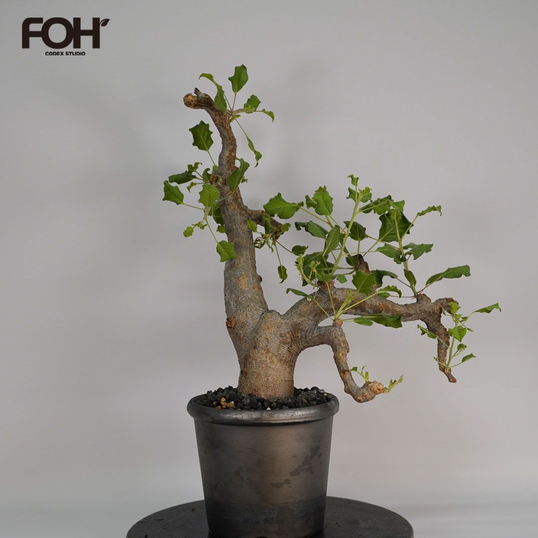 B33 コミフォラ ドレイクブロックマニー 発根済み 現地球 ソマリア産