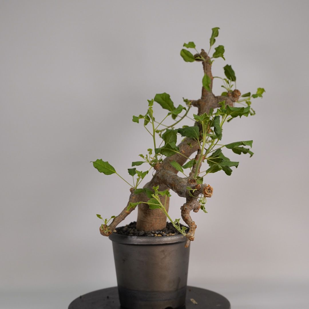 B33 コミフォラ ドレイクブロックマニー 発根済み 現地球 ソマリア産