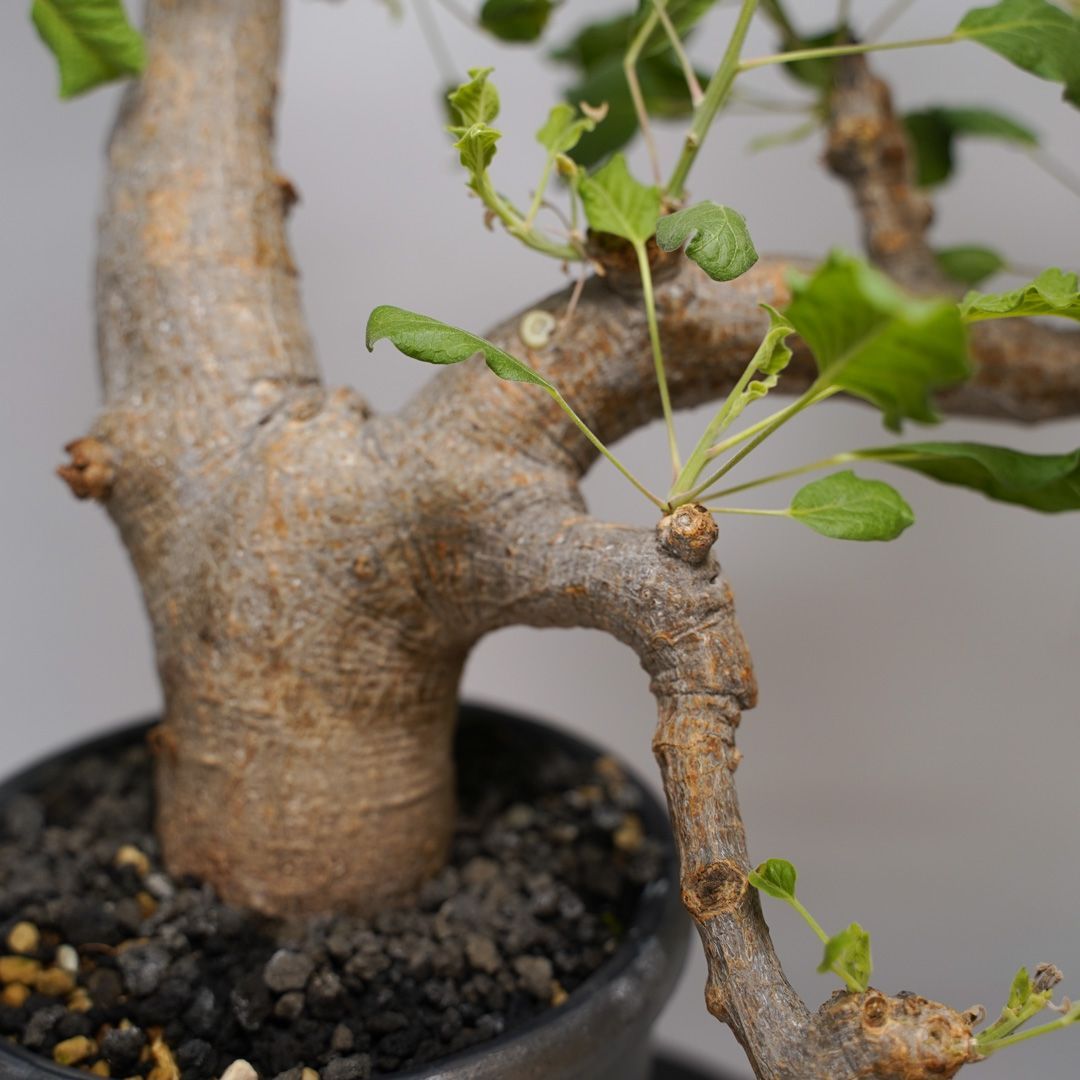 B33 コミフォラ ドレイクブロックマニー 発根済み 現地球 ソマリア産