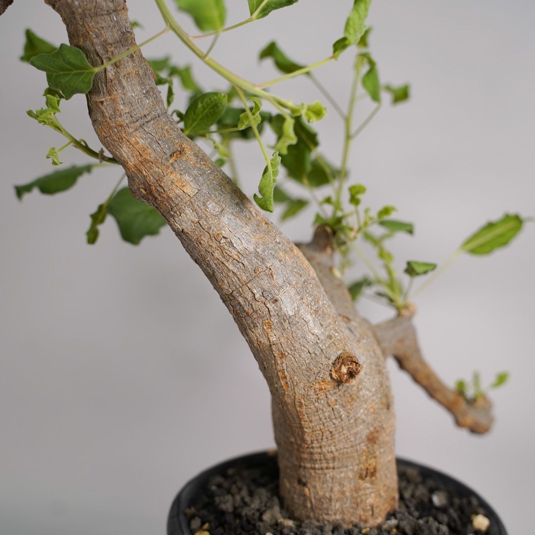 B33 コミフォラ ドレイクブロックマニー 発根済み 現地球 ソマリア産