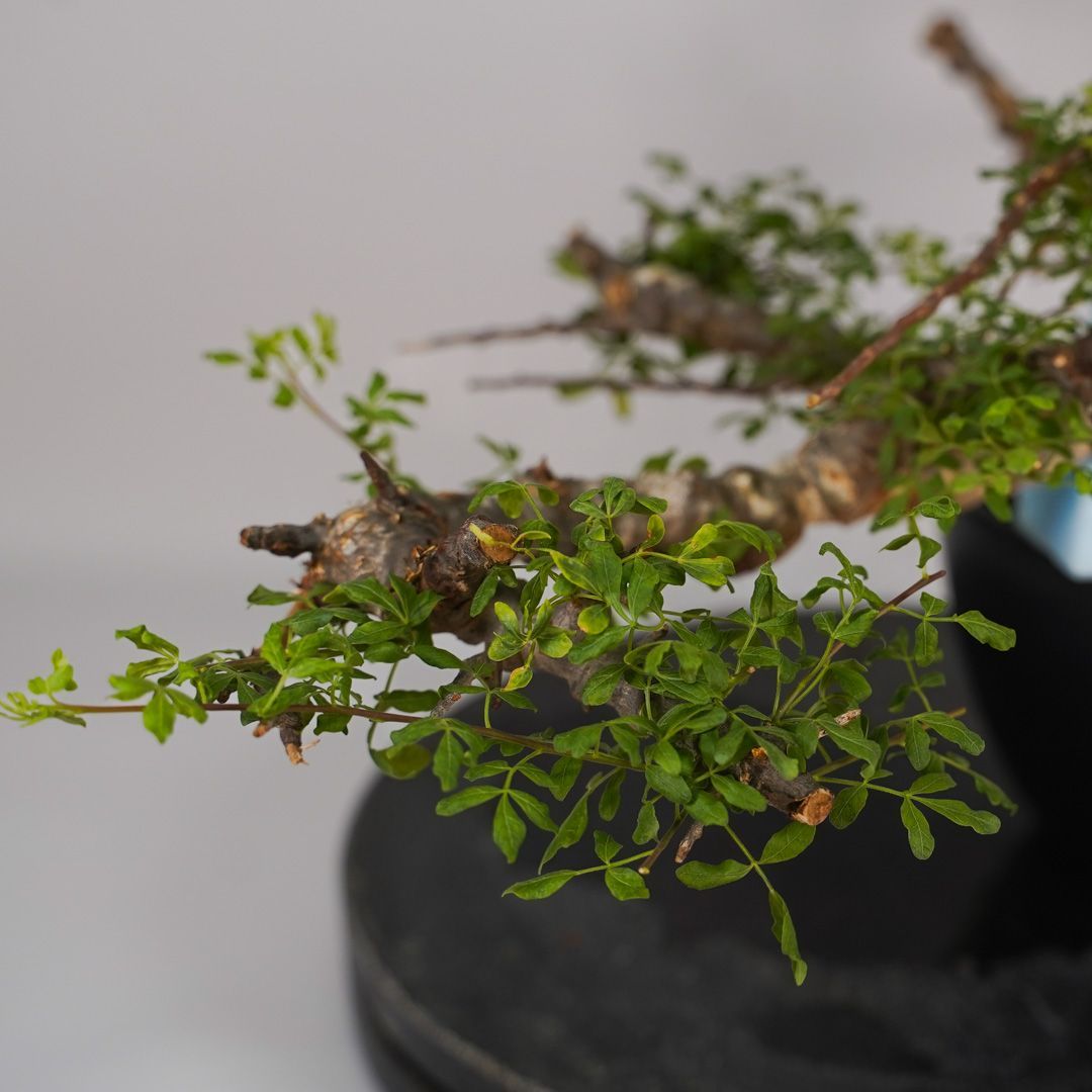 E25 コミフォラ SP エイル 発根済み 現地球 ソマリア産 - メルカリ