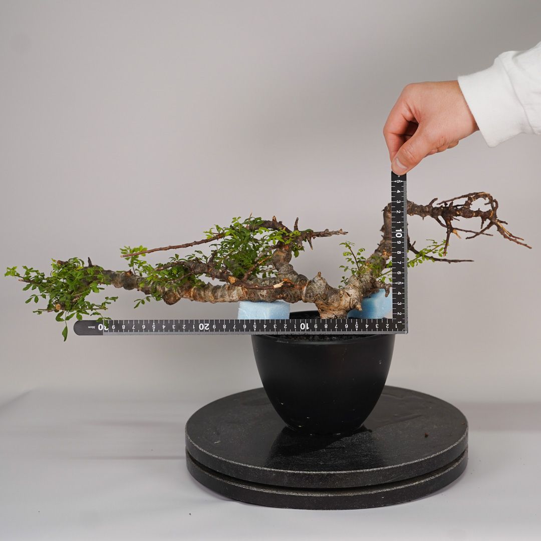 E25 コミフォラ SP エイル 発根済み 現地球 ソマリア産 - メルカリ