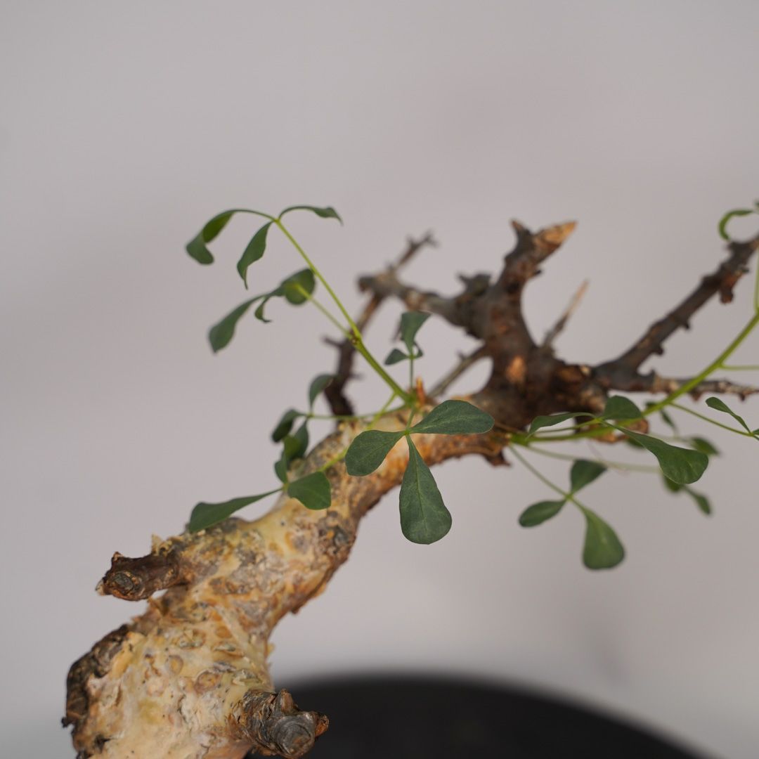 F14 コミフォラ・カタフ ピュア 発根済み 現地球 ソマリア産 - メルカリ