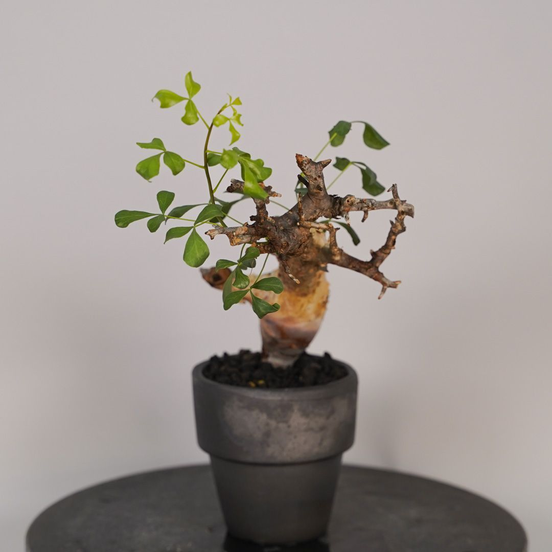 F14 コミフォラ・カタフ ピュア 発根済み 現地球 ソマリア産 - メルカリ