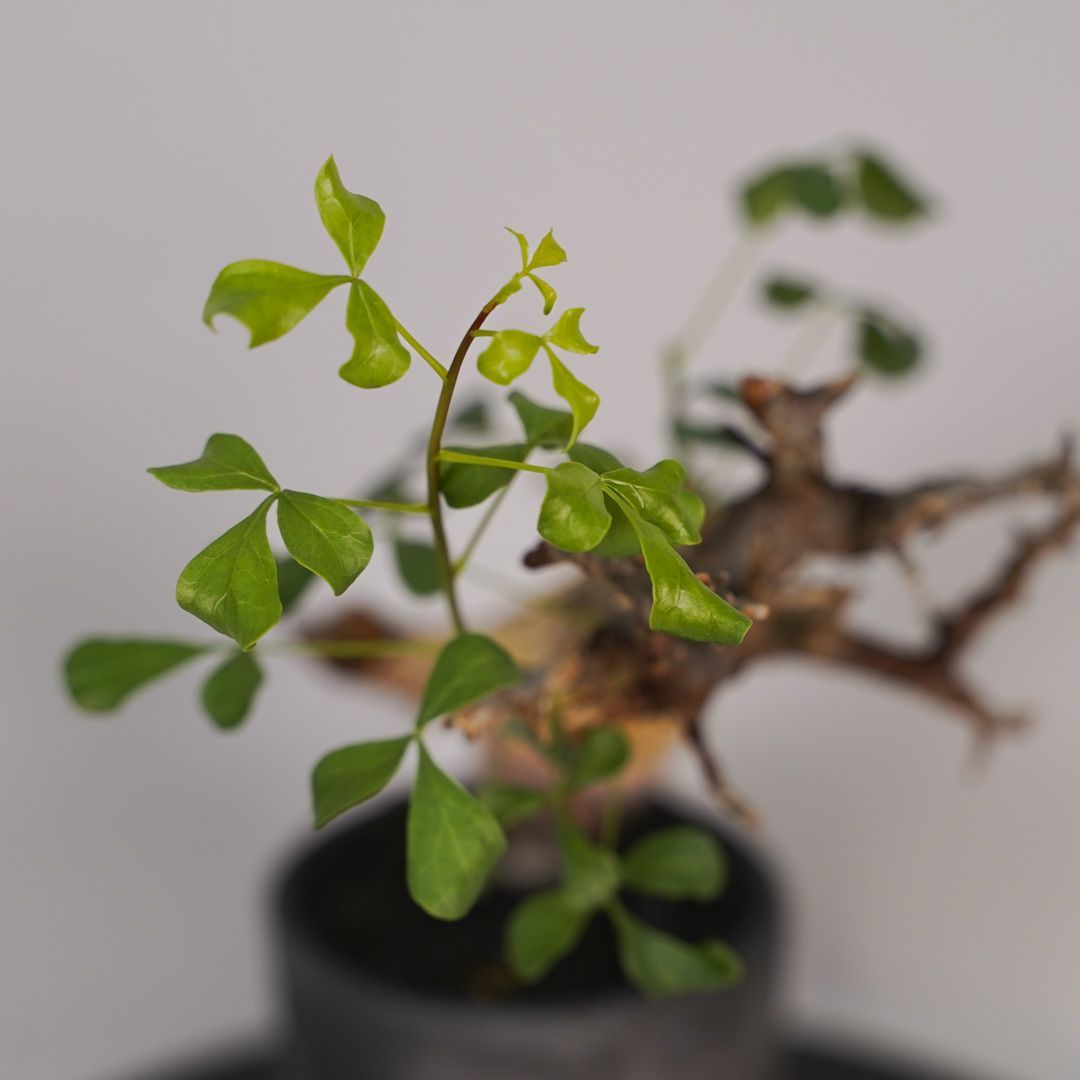 F14 コミフォラ・カタフ ピュア 発根済み 現地球 ソマリア産 - メルカリ