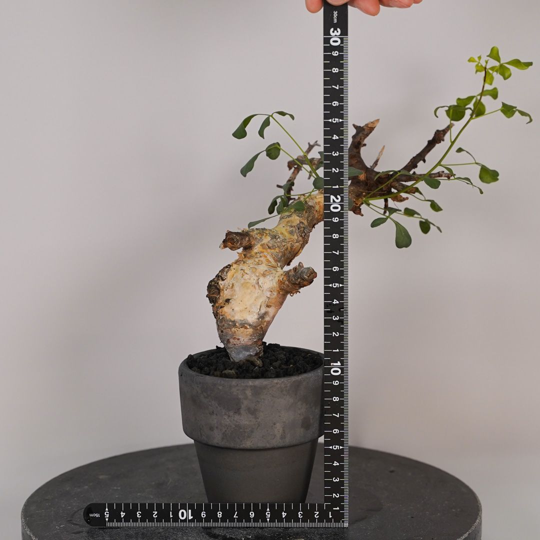 F14 コミフォラ・カタフ ピュア 発根済み 現地球 ソマリア産 - メルカリ