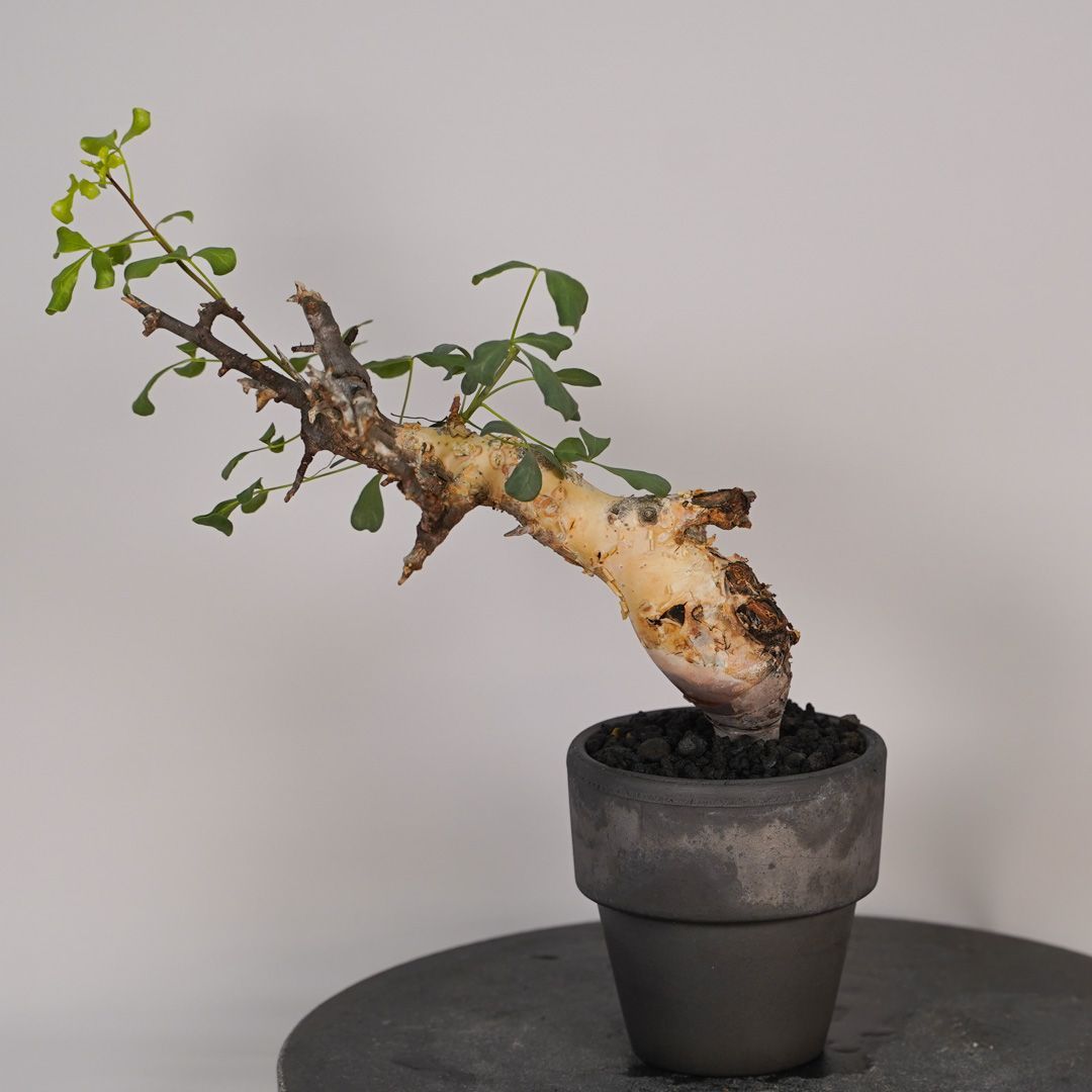 F14 コミフォラ・カタフ ピュア 発根済み 現地球 ソマリア産 - メルカリ