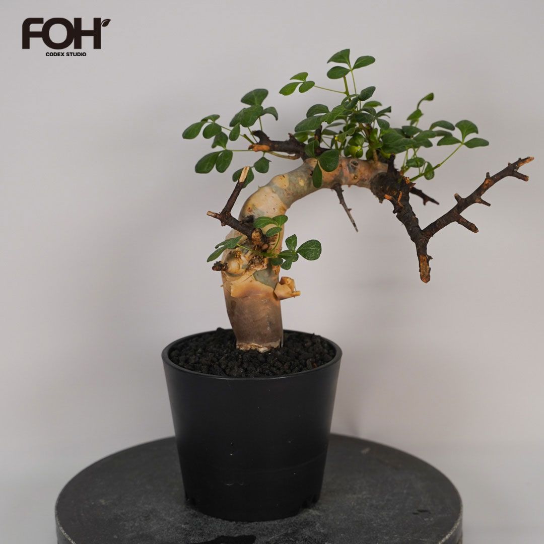 F13 コミフォラ・カタフ ピュア 発根済み 現地球 ソマリア産 - メルカリ