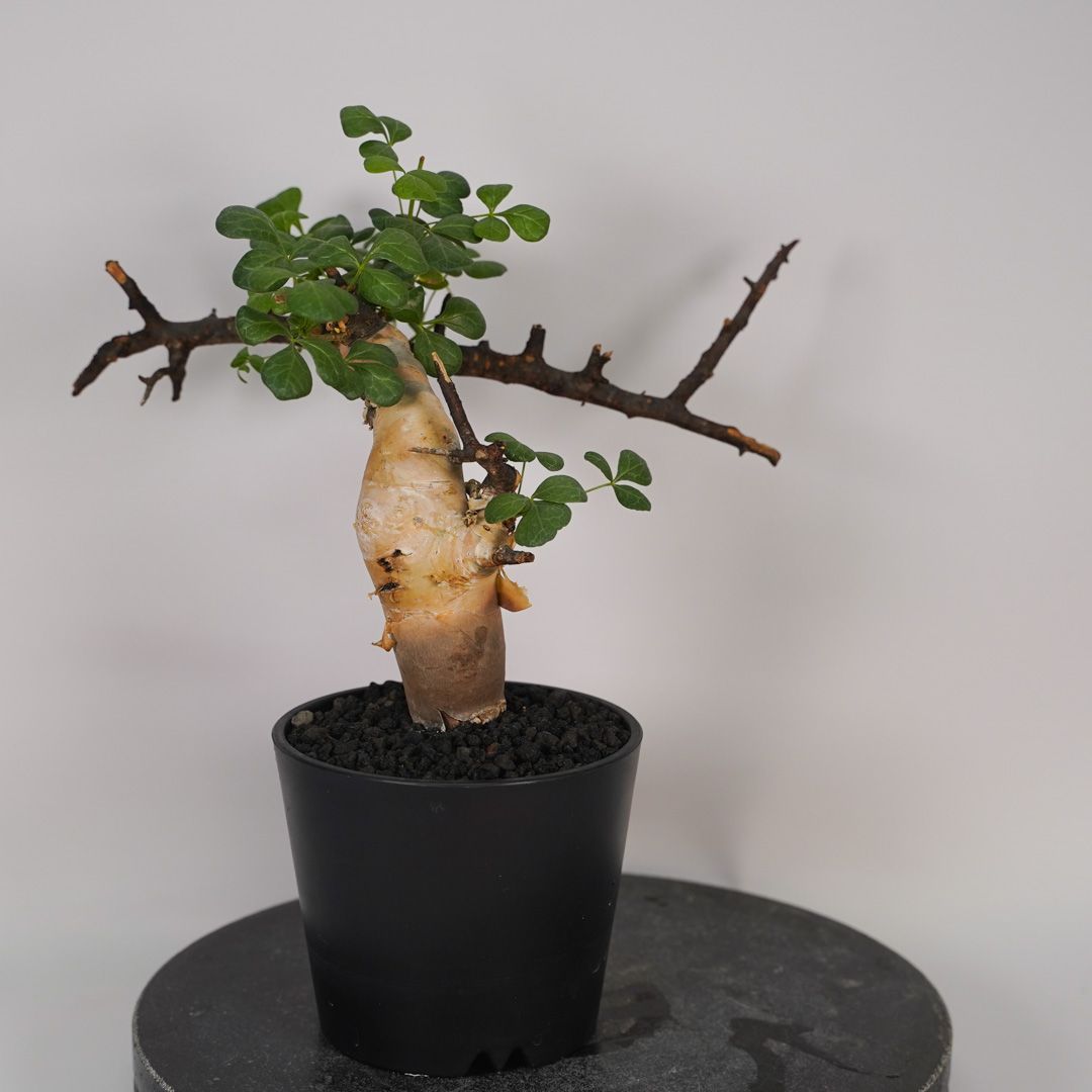 F13 コミフォラ・カタフ ピュア 発根済み 現地球 ソマリア産 - メルカリ