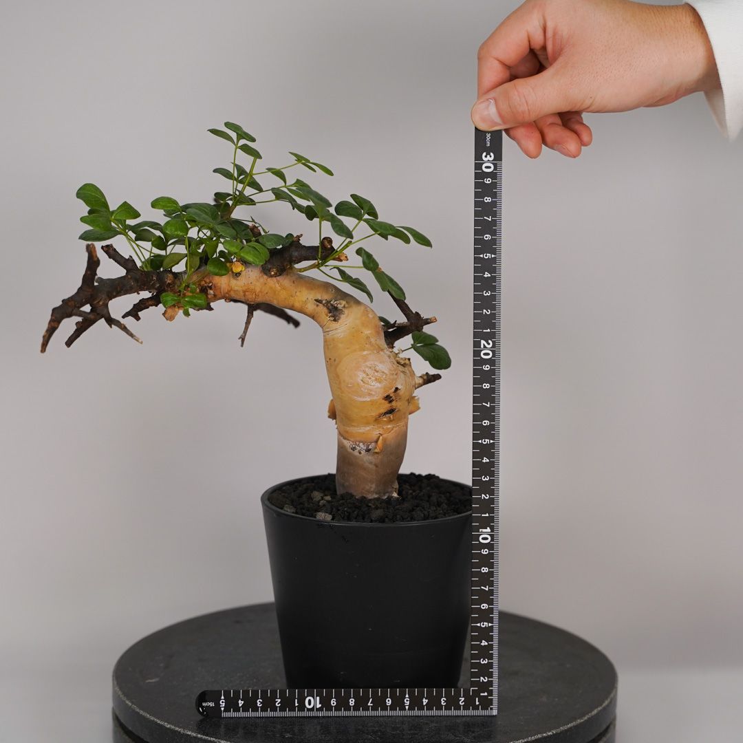 F13 コミフォラ・カタフ ピュア 発根済み 現地球 ソマリア産 - メルカリ