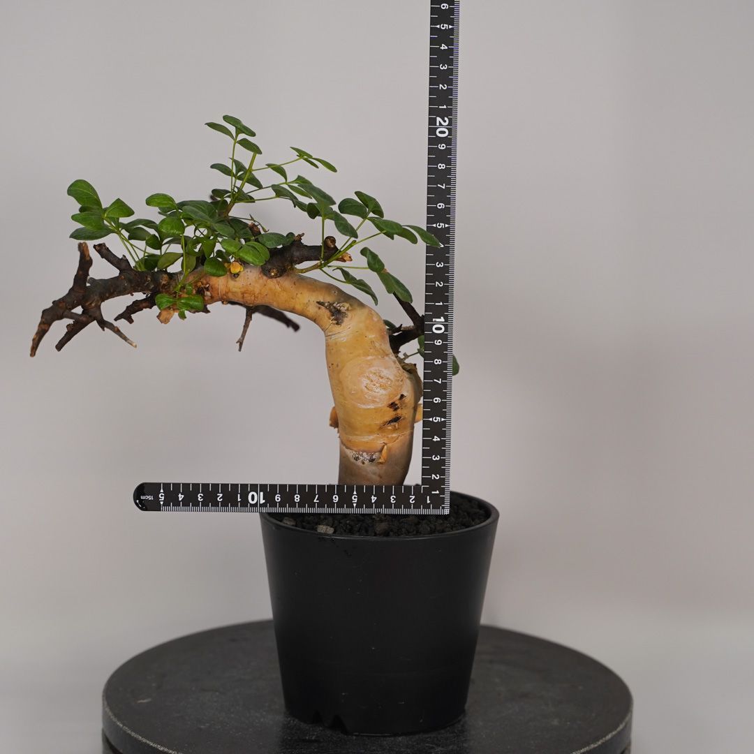 F13 コミフォラ・カタフ ピュア 発根済み 現地球 ソマリア産 - メルカリ