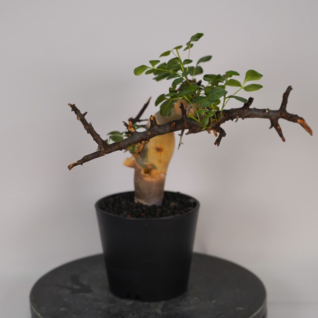 F13 コミフォラ・カタフ ピュア 発根済み 現地球 ソマリア産 - メルカリ