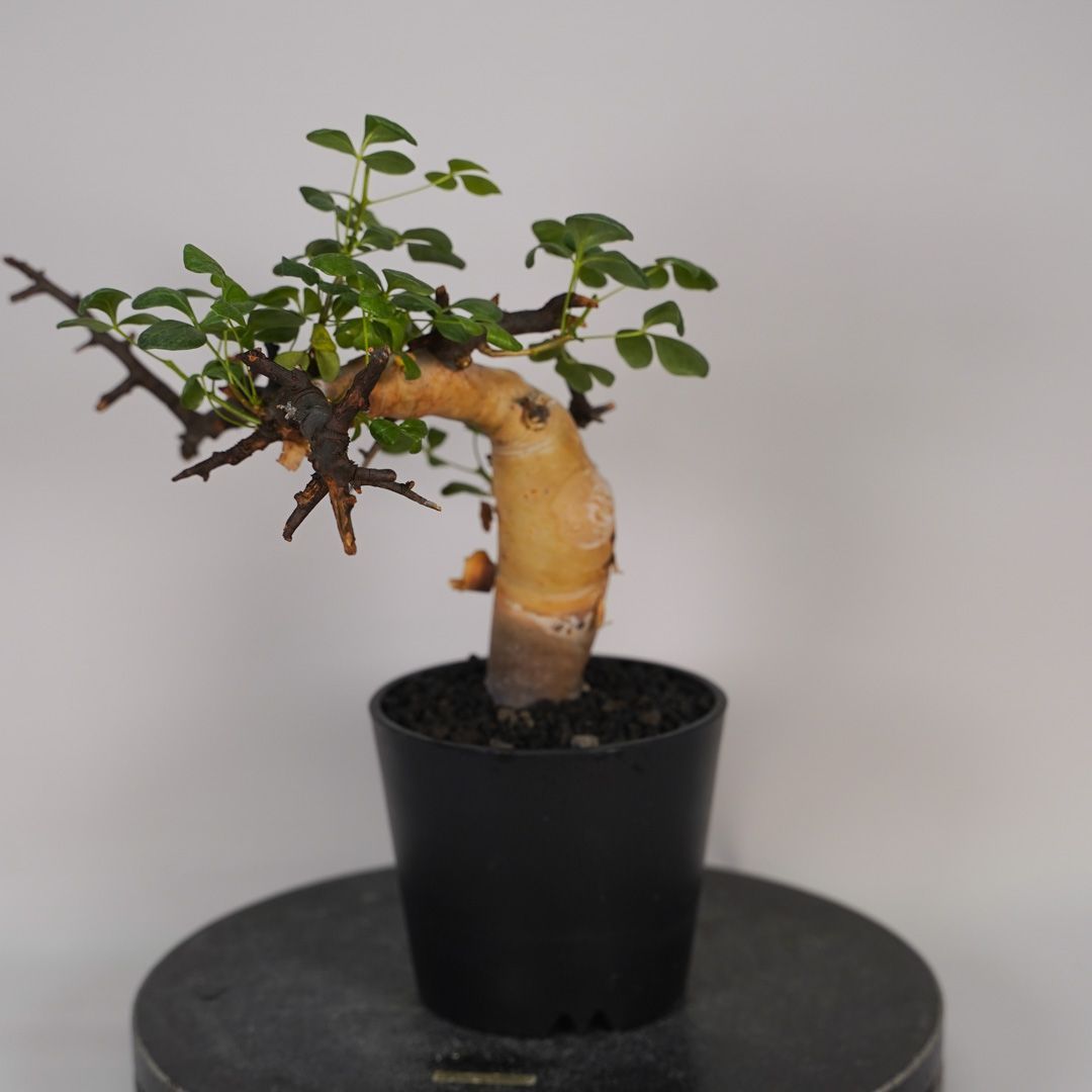 F13 コミフォラ・カタフ ピュア 発根済み 現地球 ソマリア産 - メルカリ