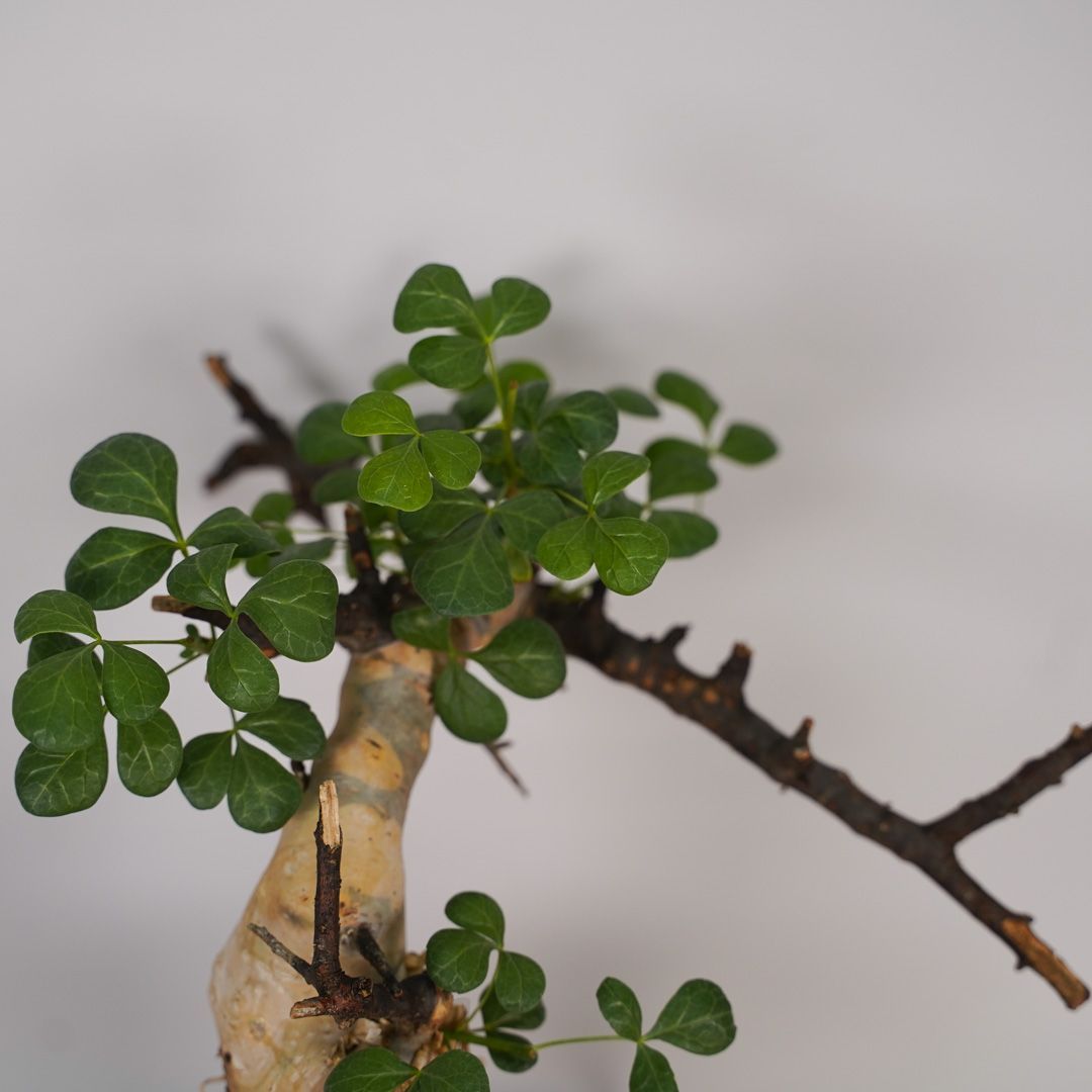 F13 コミフォラ・カタフ ピュア 発根済み 現地球 ソマリア産 - メルカリ