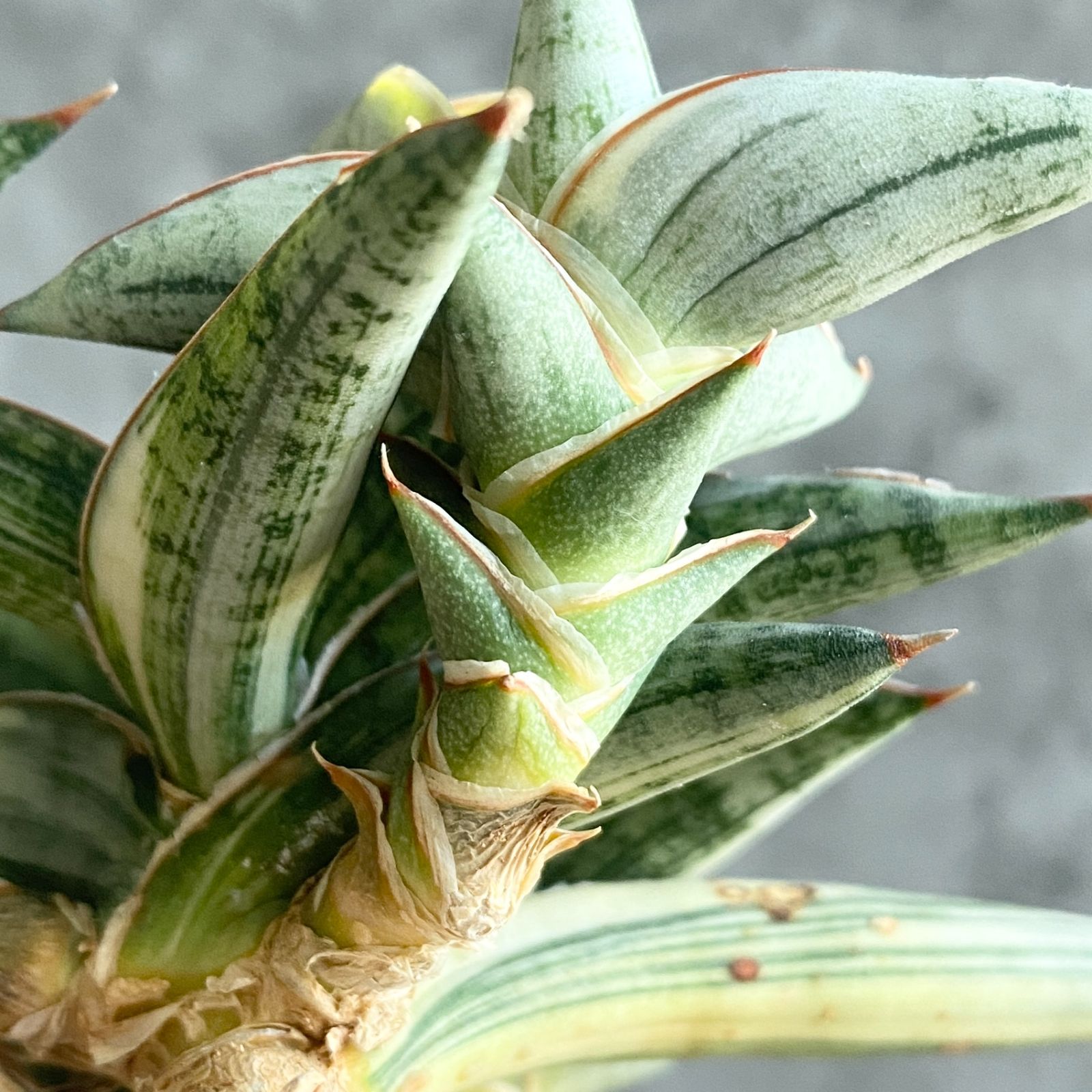 S12690【SS級超希少 ！！】白斑入り サンスベリア ブルー クローン