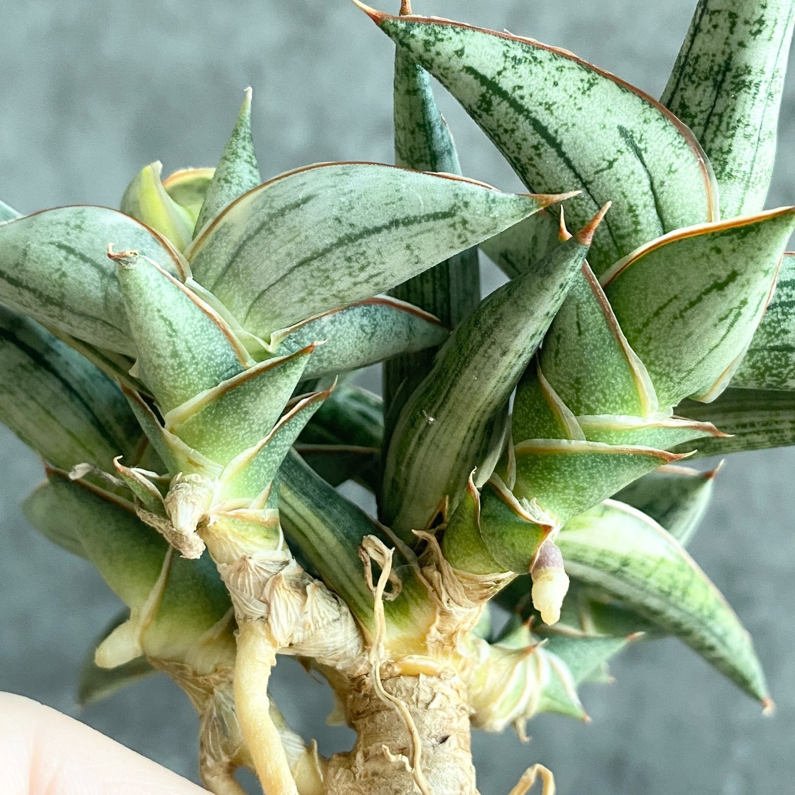 S12690【SS級超希少 ！！】白斑入り サンスベリア ブルー クローン