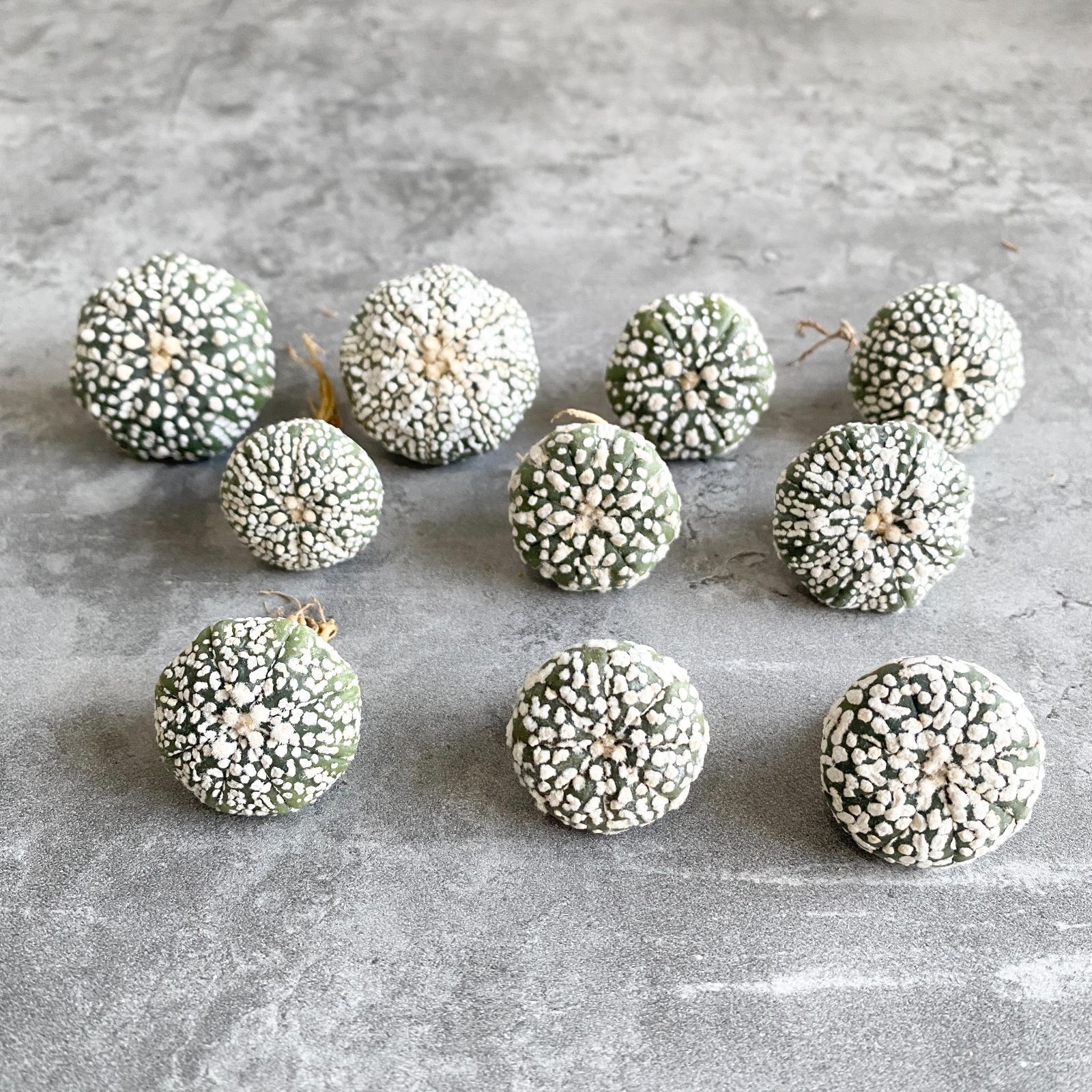 A6691 大特価！10株セット！スーパー兜 - メルカリ