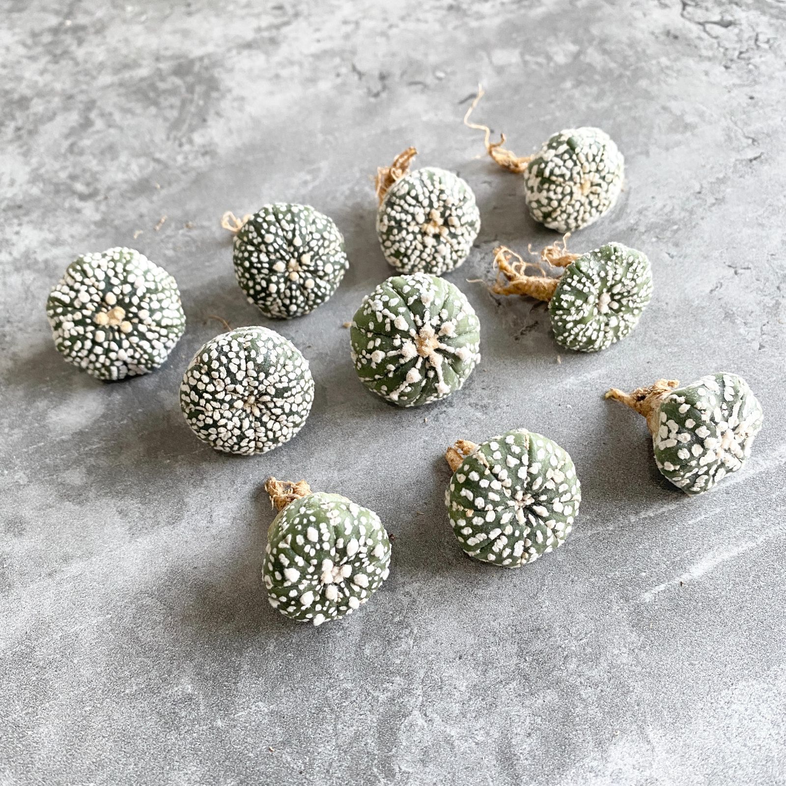 A6692 大特価！10株セット！スーパー兜 - メルカリ