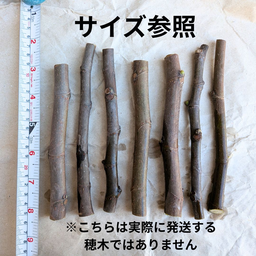 イチジク i258 イタリアン258 穂木 計2本 - メルカリ