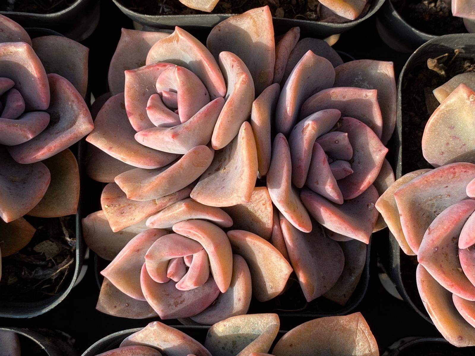 32株の抜き苗セット】虹のキャンディー 多肉植物 佐川急便発送