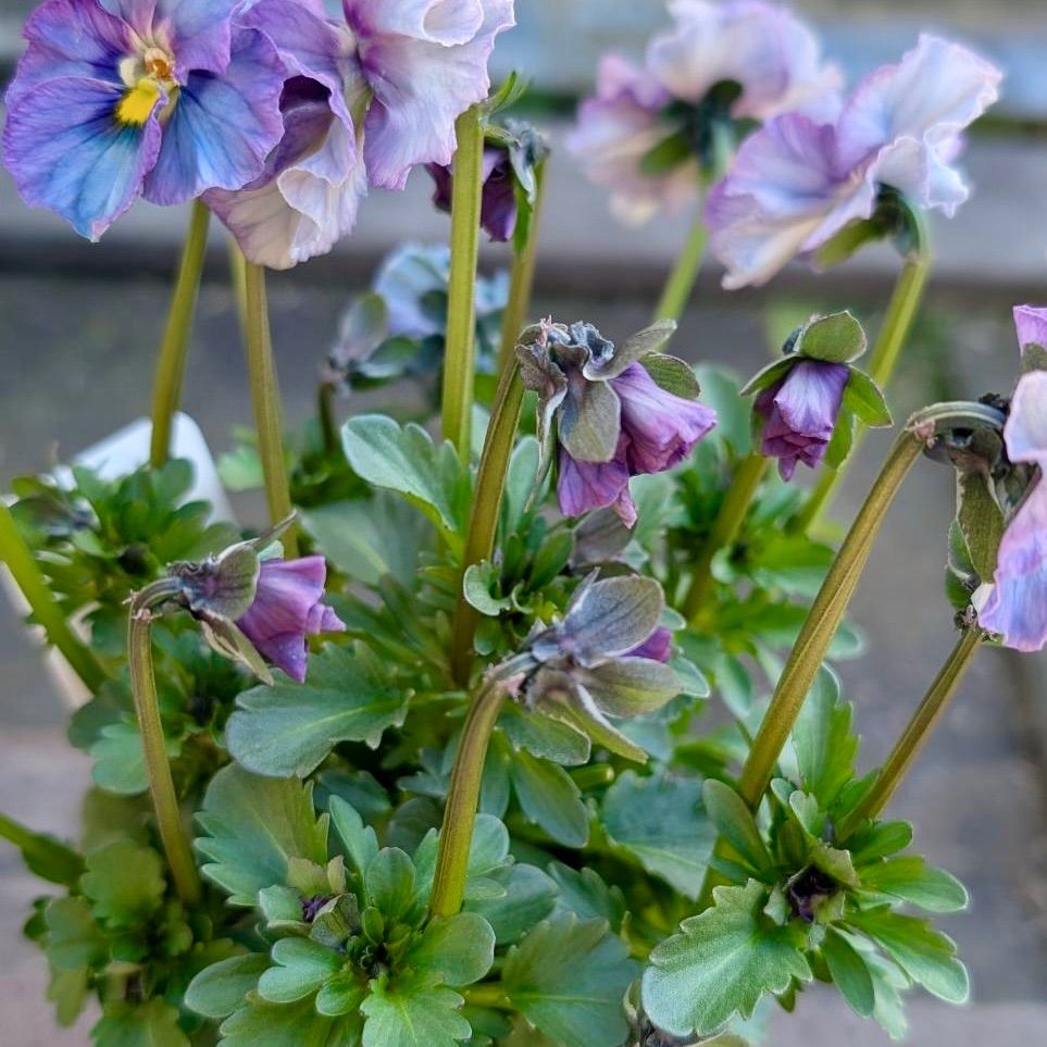 プティフール ビオラ ペルル 17 苗 送料込み ハルグリン - メルカリ