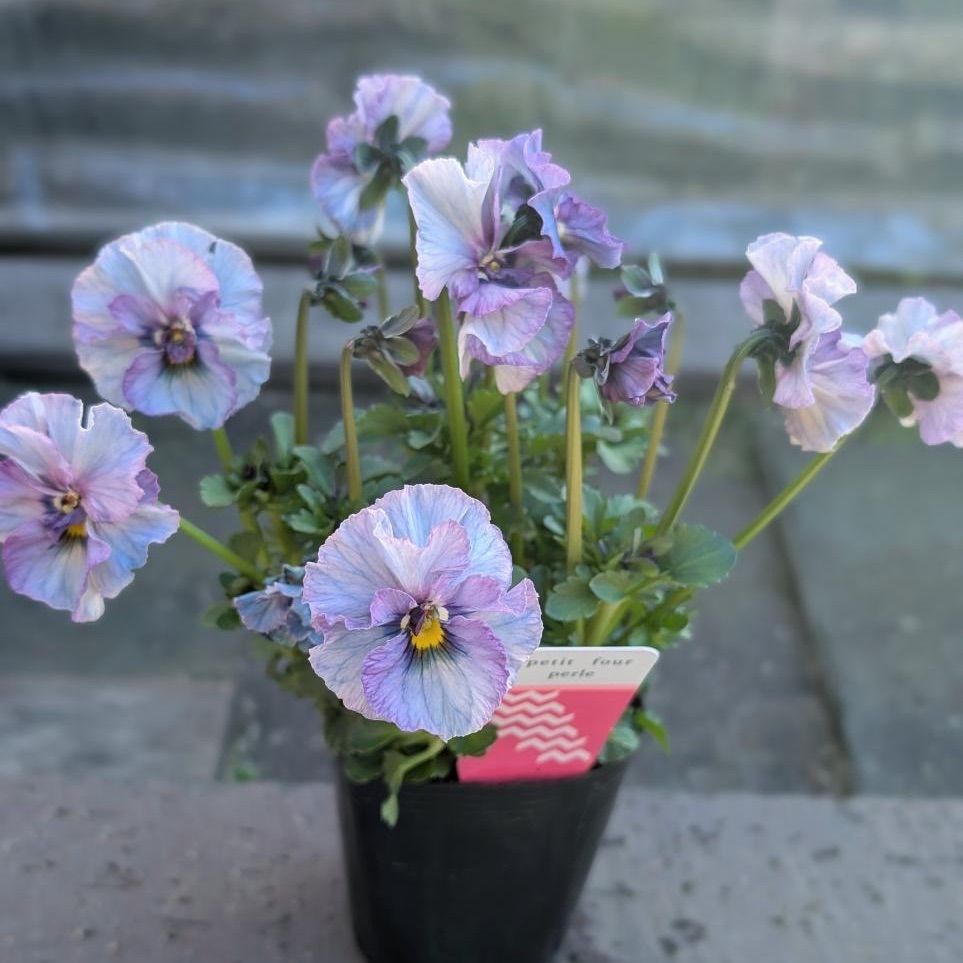 プティフール ビオラ ペルル 17 苗 送料込み ハルグリン - メルカリ