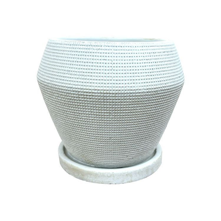 ぶつぶつ極上株】星空 鉢ごとメルカリ便発送 メルカリ【植物の梱包方法