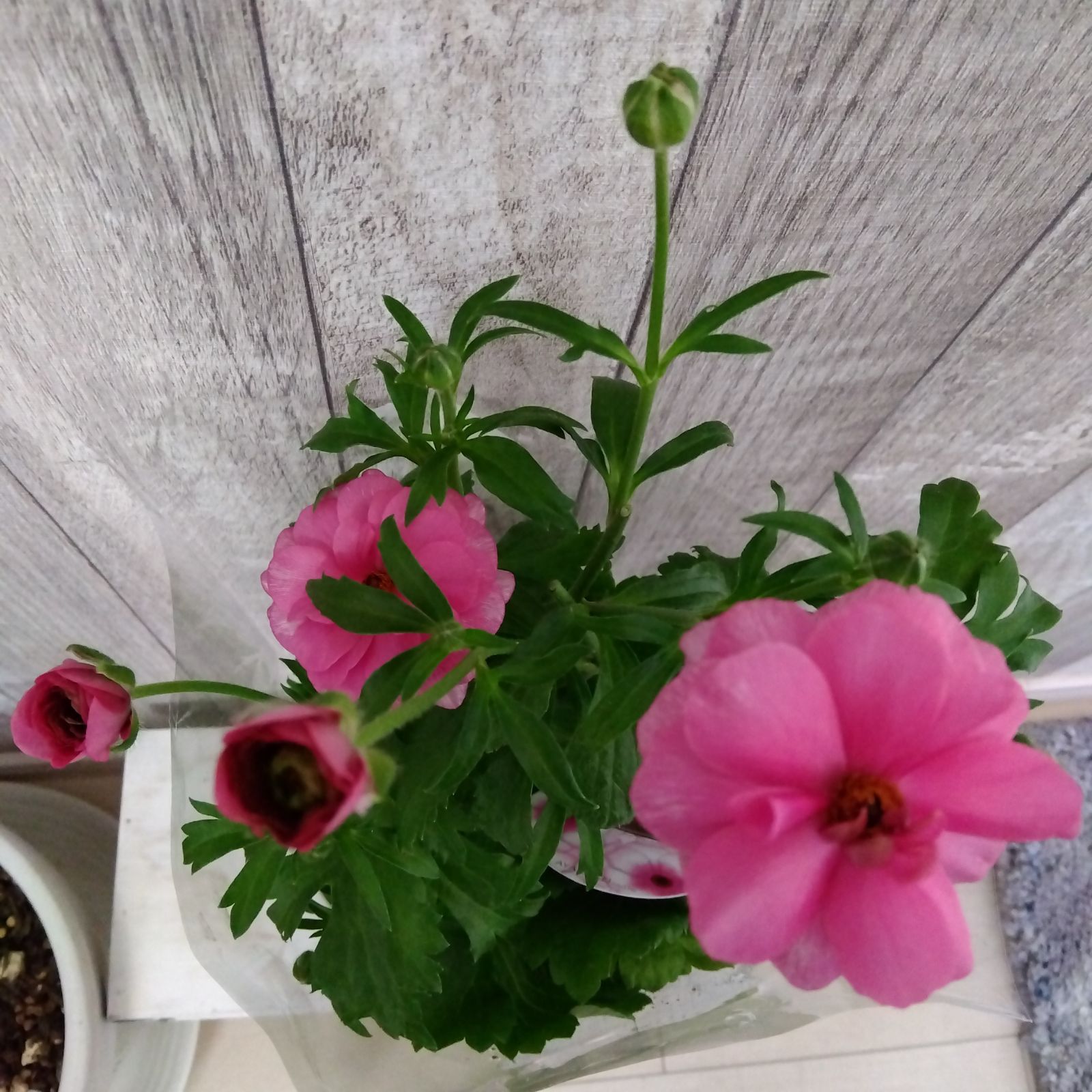 hiroakin様専用！！ - メルカリ