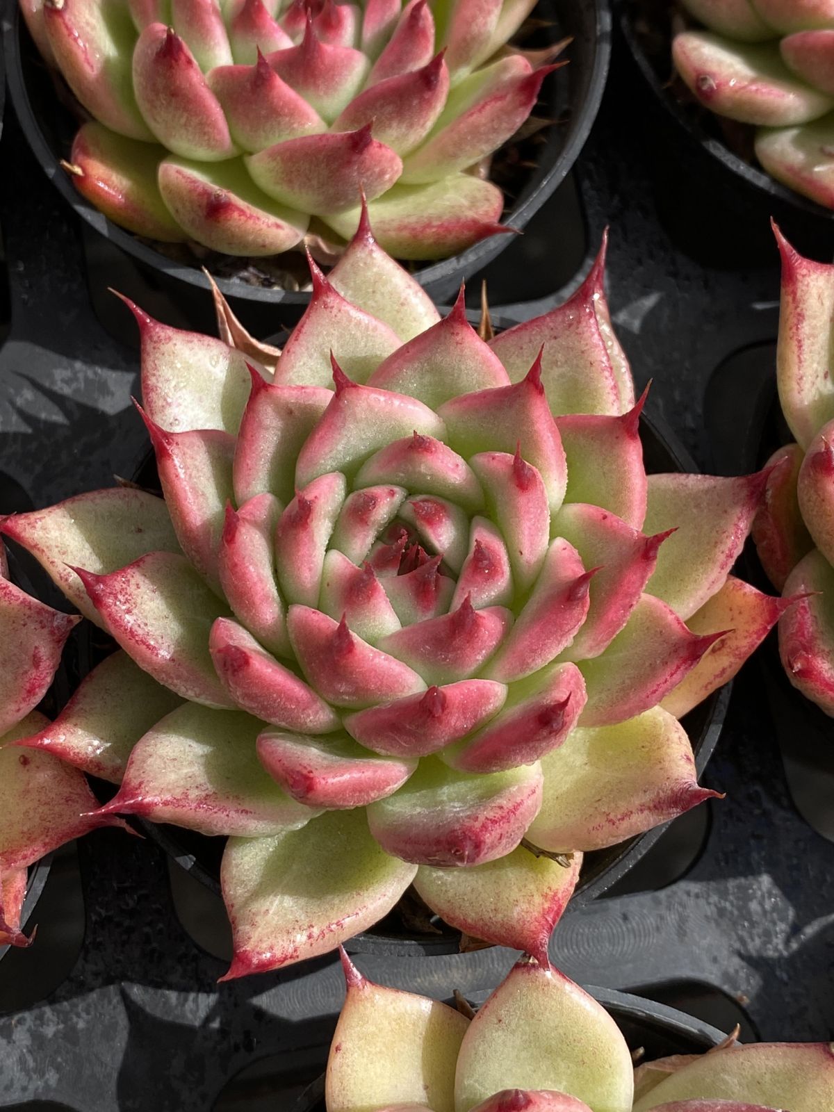 50株の抜き苗セット トスカ 多肉植物 佐川急便発送 エケベリア 韓国苗