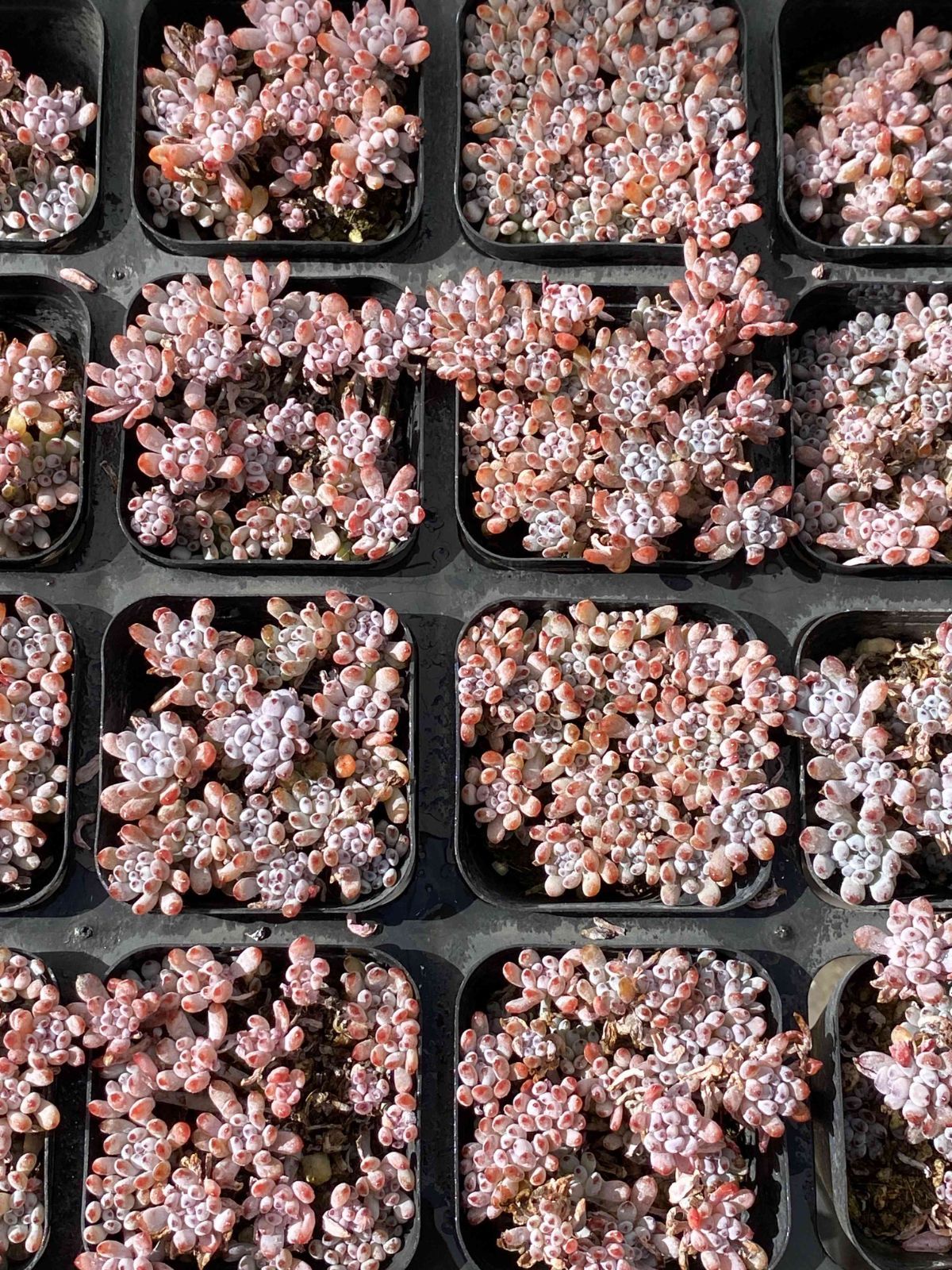 50株の抜き苗セット ブルービーン 多肉植物 佐川急便発送 エケベリア