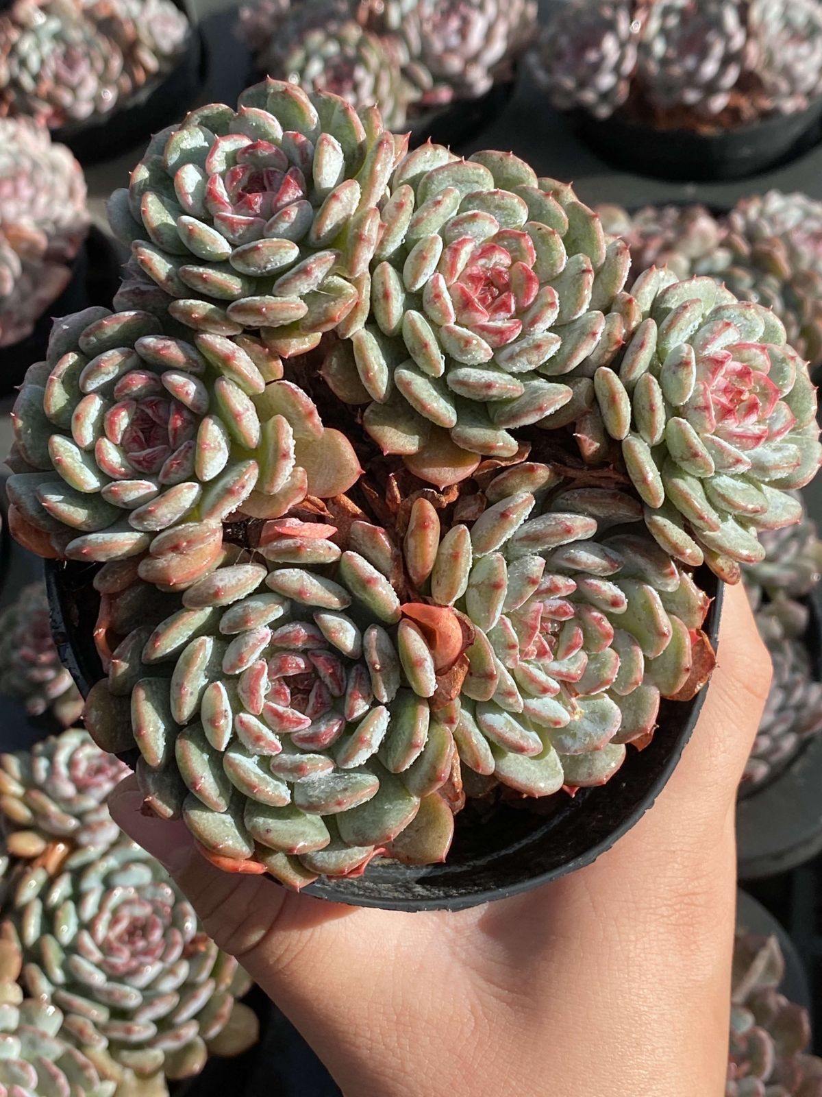 18株の抜き苗セット トウシンハクホウ 多肉植物 佐川急便発送