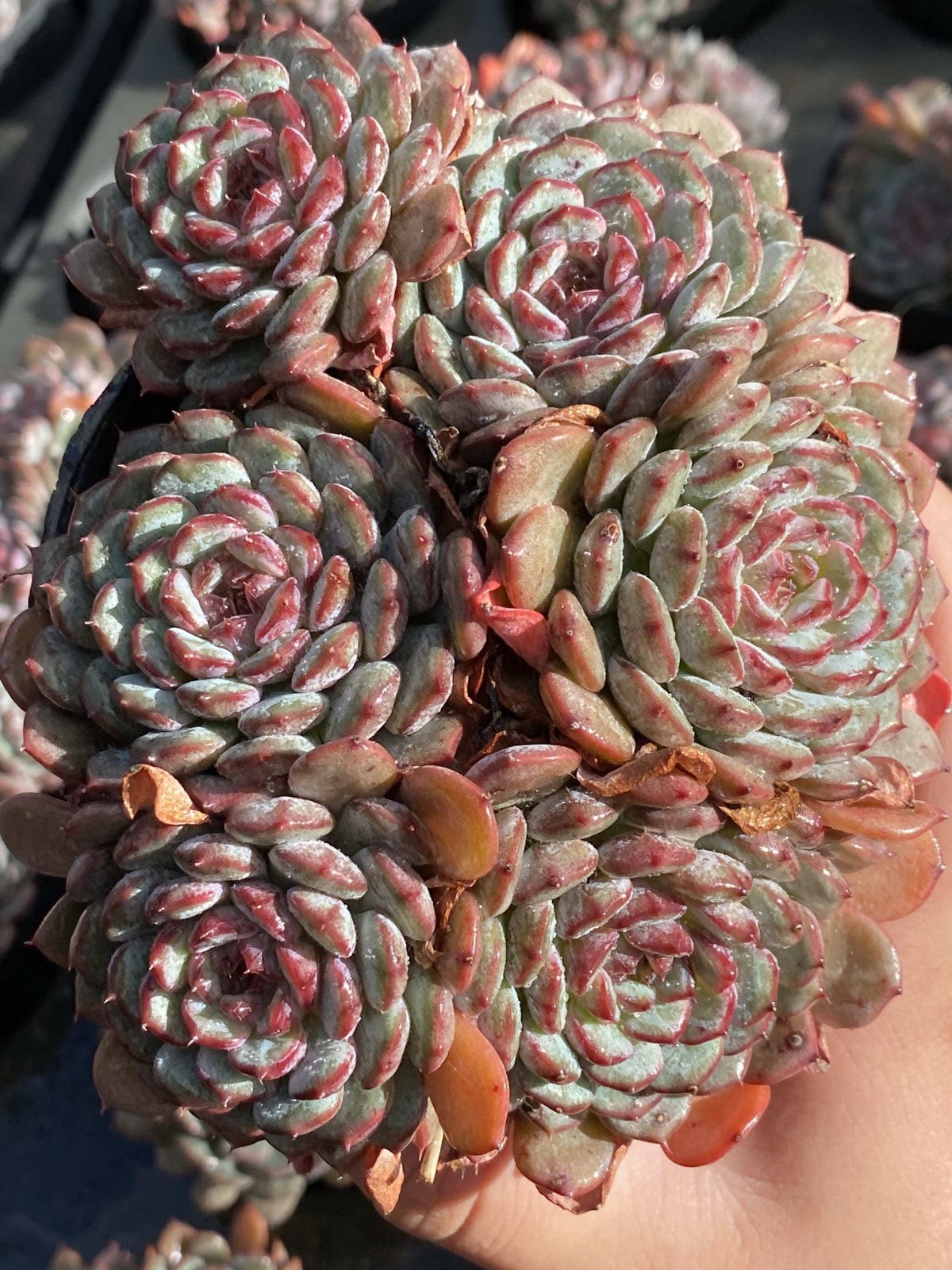 18株の抜き苗セット トウシンハクホウ 多肉植物 佐川急便発送