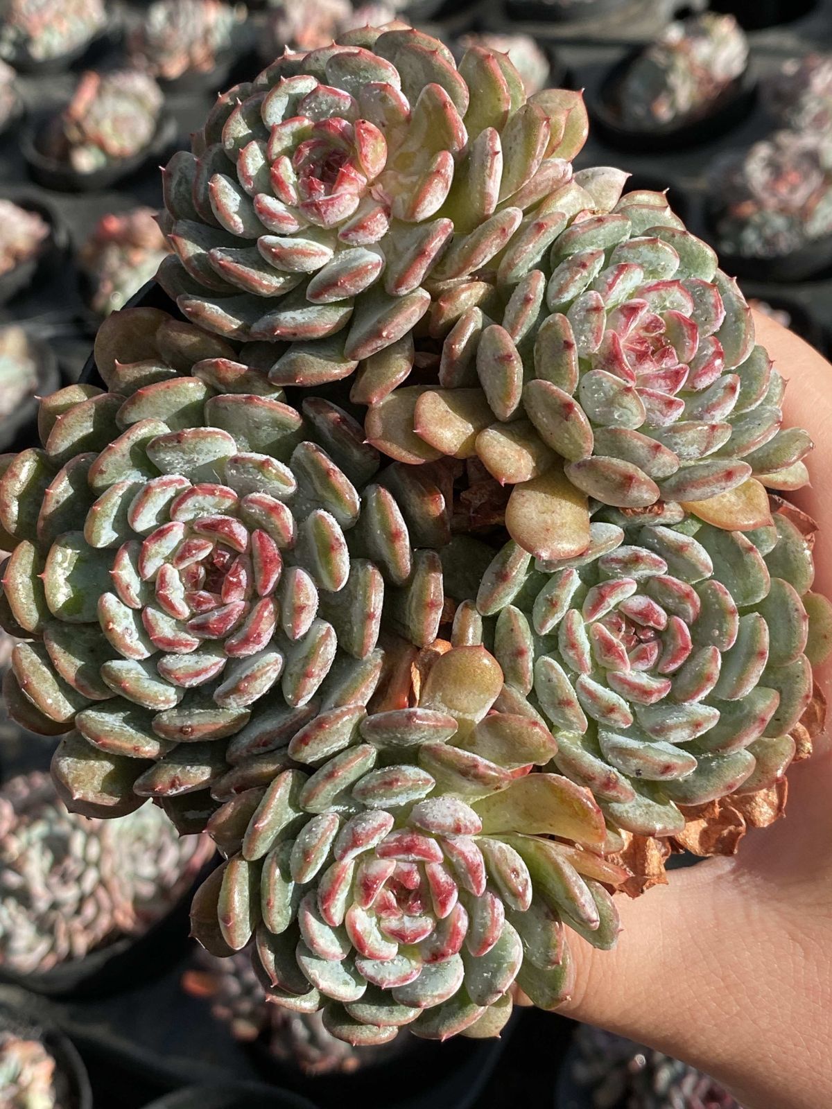 18株の抜き苗セット トウシンハクホウ 多肉植物 佐川急便発送