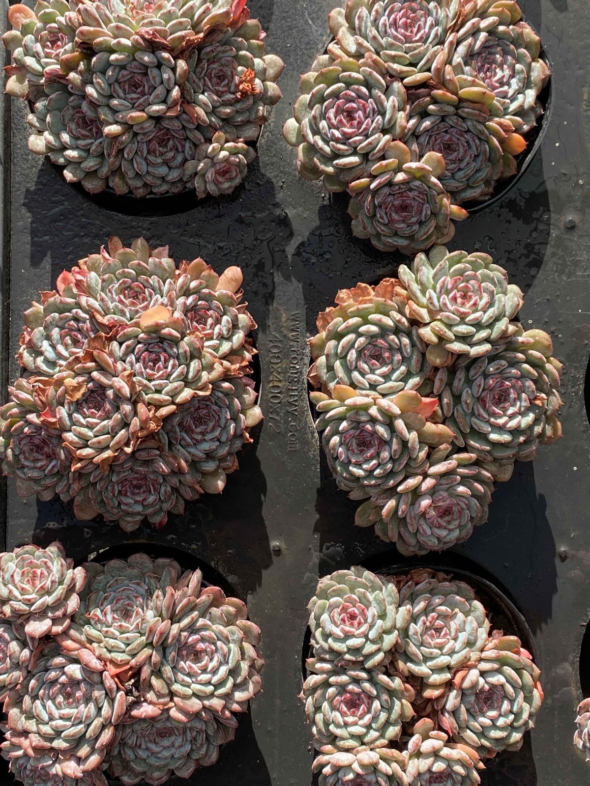 18株の抜き苗セット トウシンハクホウ 多肉植物 佐川急便発送