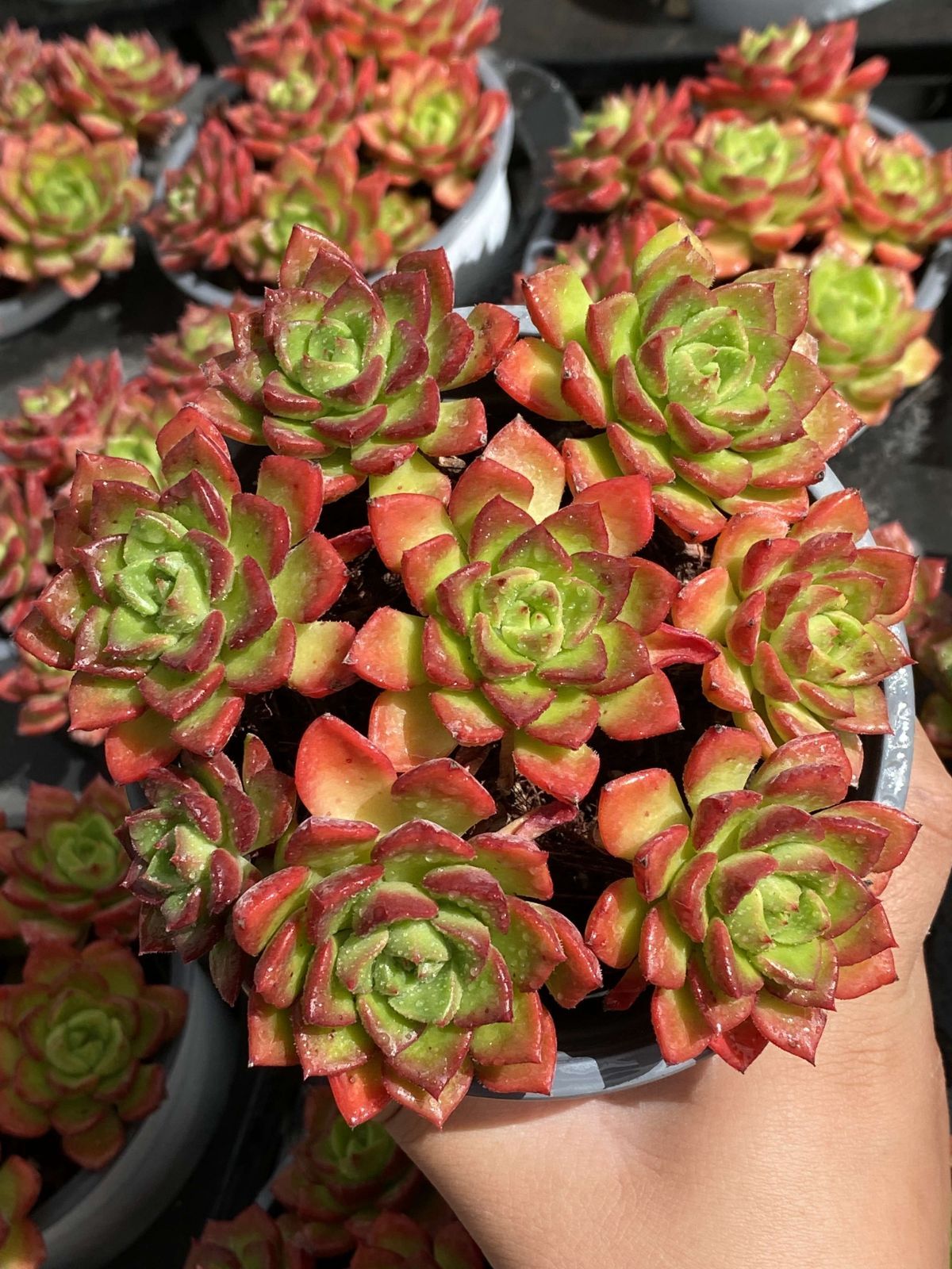 18株の抜き苗セット ティア 多肉植物 佐川急便発送 エケベリア 韓国苗