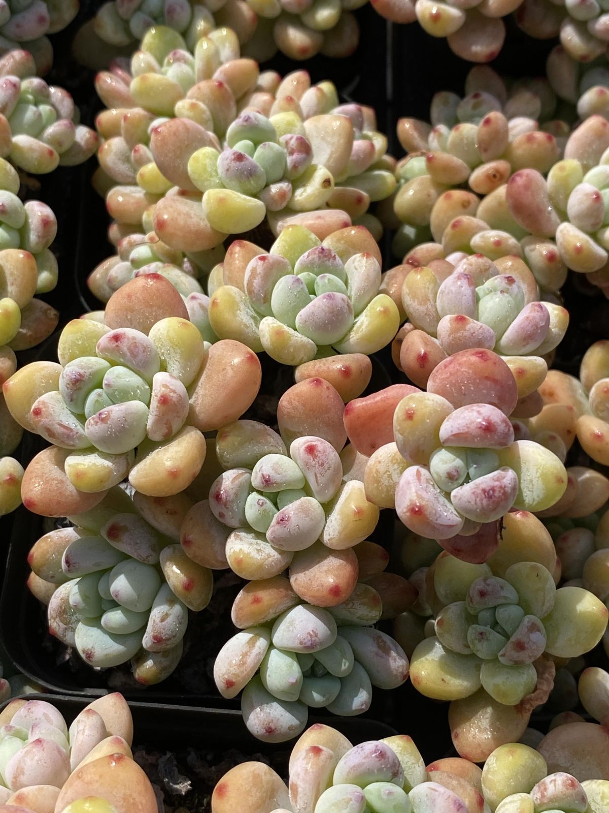 50株の抜き苗セット ラウル 多肉植物 佐川急便発送 エケベリア 韓国苗