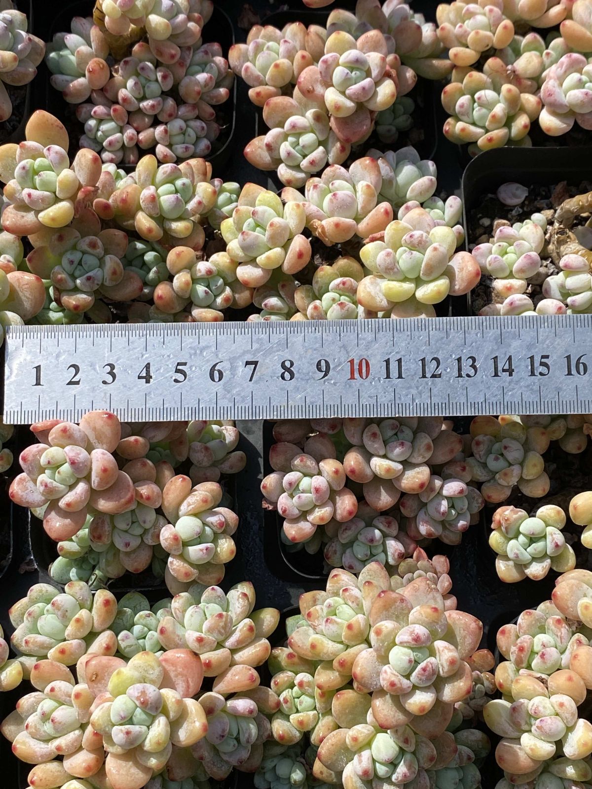 50株の抜き苗セット ラウル 多肉植物 佐川急便発送 エケベリア 韓国苗