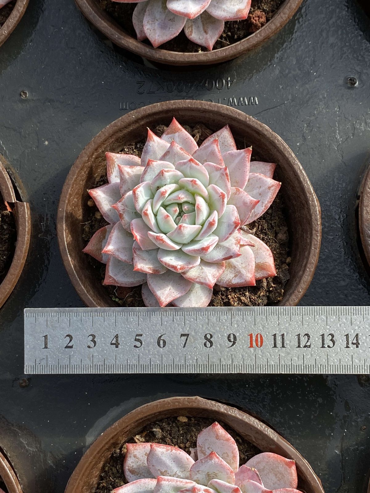 24株の抜き苗セット ピンクブルーバード 多肉植物 佐川急便発送