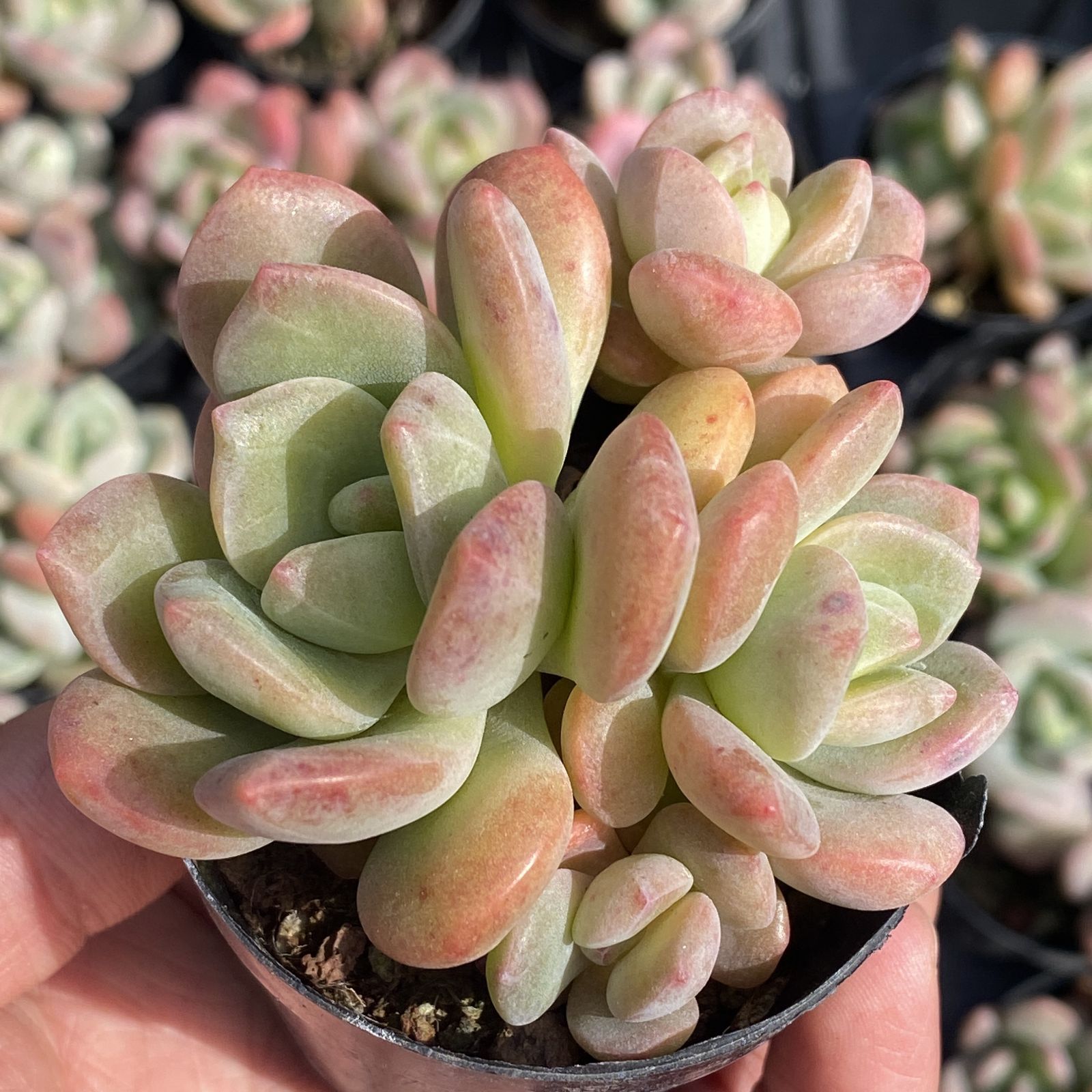 XY14 ラサ 10株 佐川急便にて発送 韓国苗 多肉植物 抜き苗 エケベリア