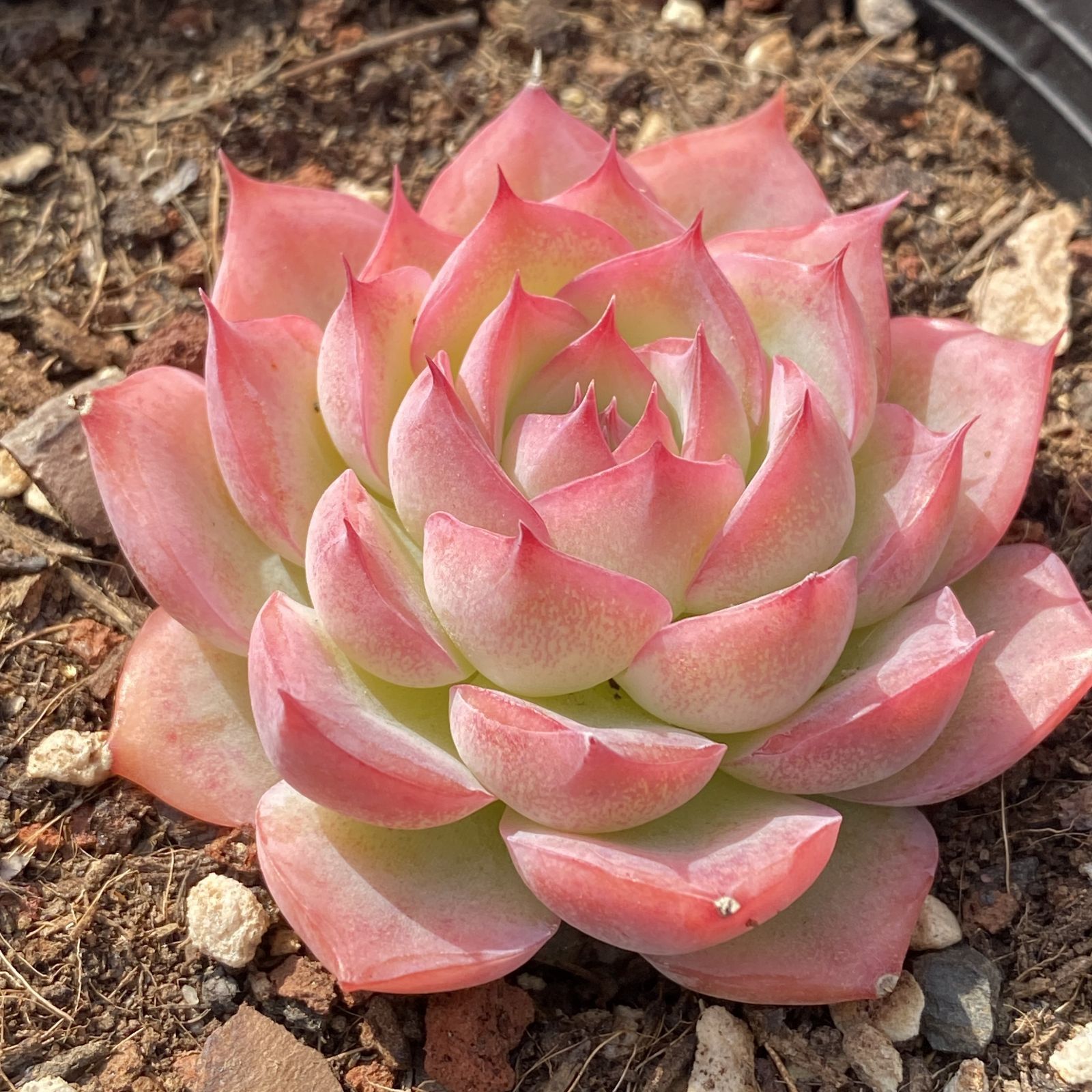 XY31 ピンククリスタル 10株 佐川急便にて発送 韓国苗 多肉植物 抜き苗