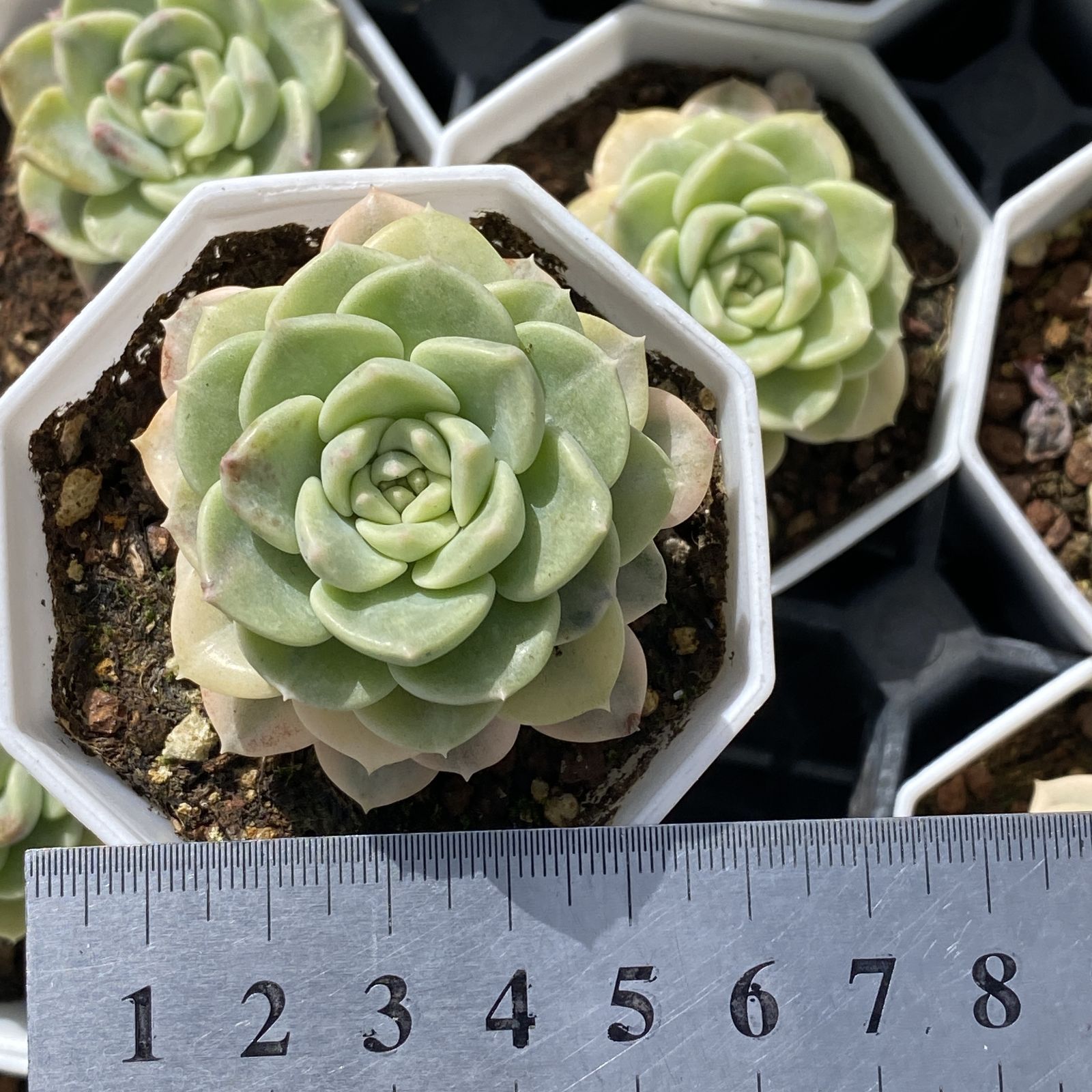 XY38 ティンカーベルニシキ 10株 佐川急便にて発送 韓国苗 多肉植物