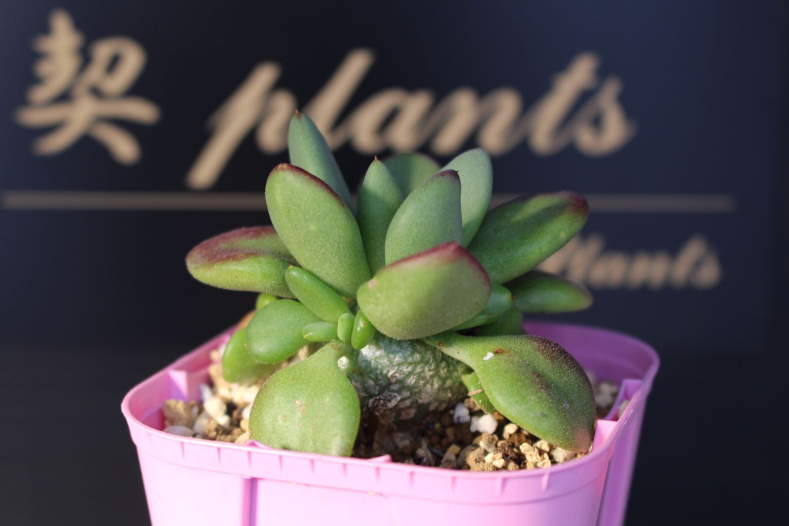 チレコドン レティキュラータス 万物想 / Tylecodon reticulatus 信州