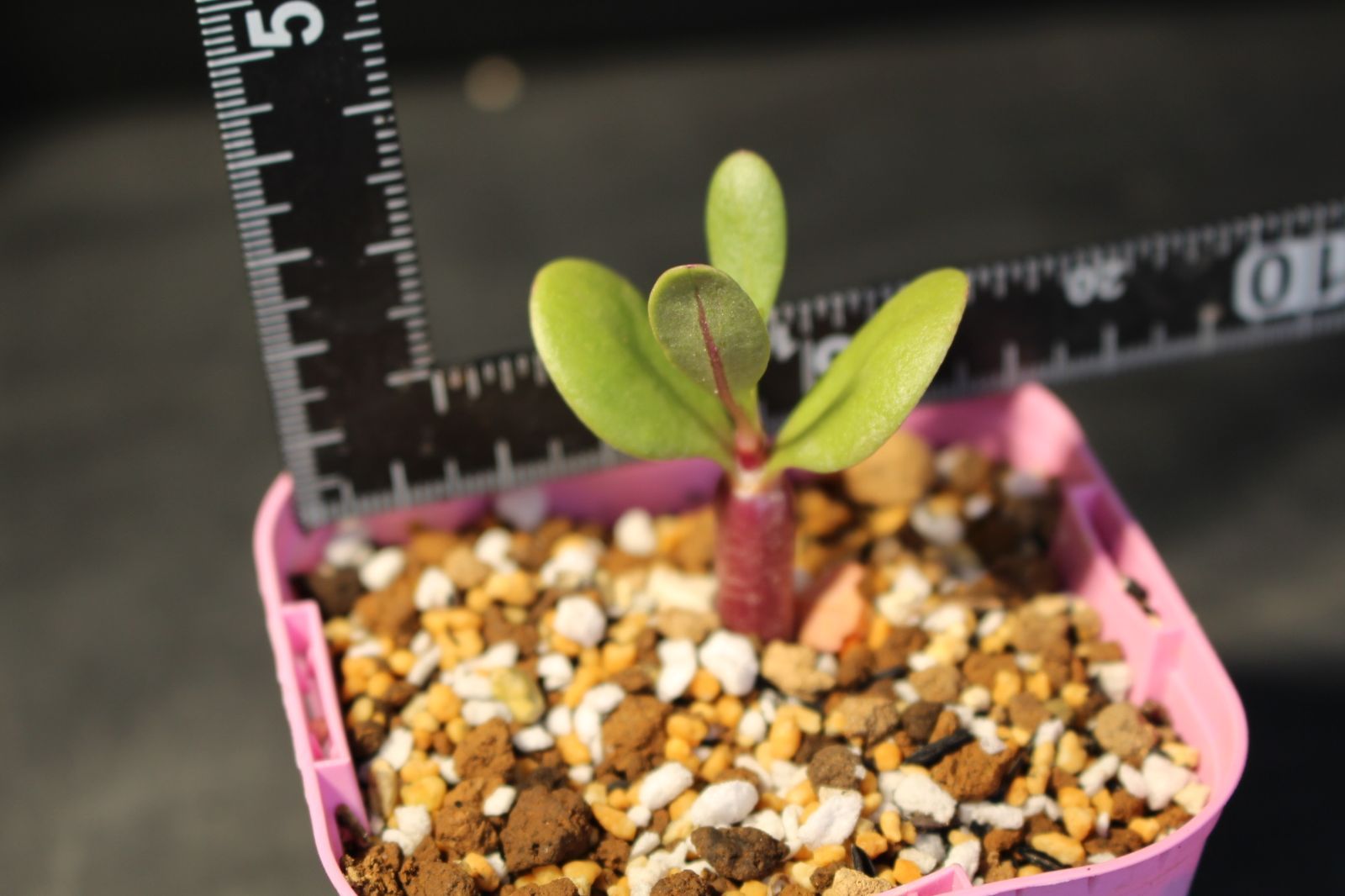 Othonna retrofracta / オトンナ レトロフラクタ 信州実生88 - メルカリ