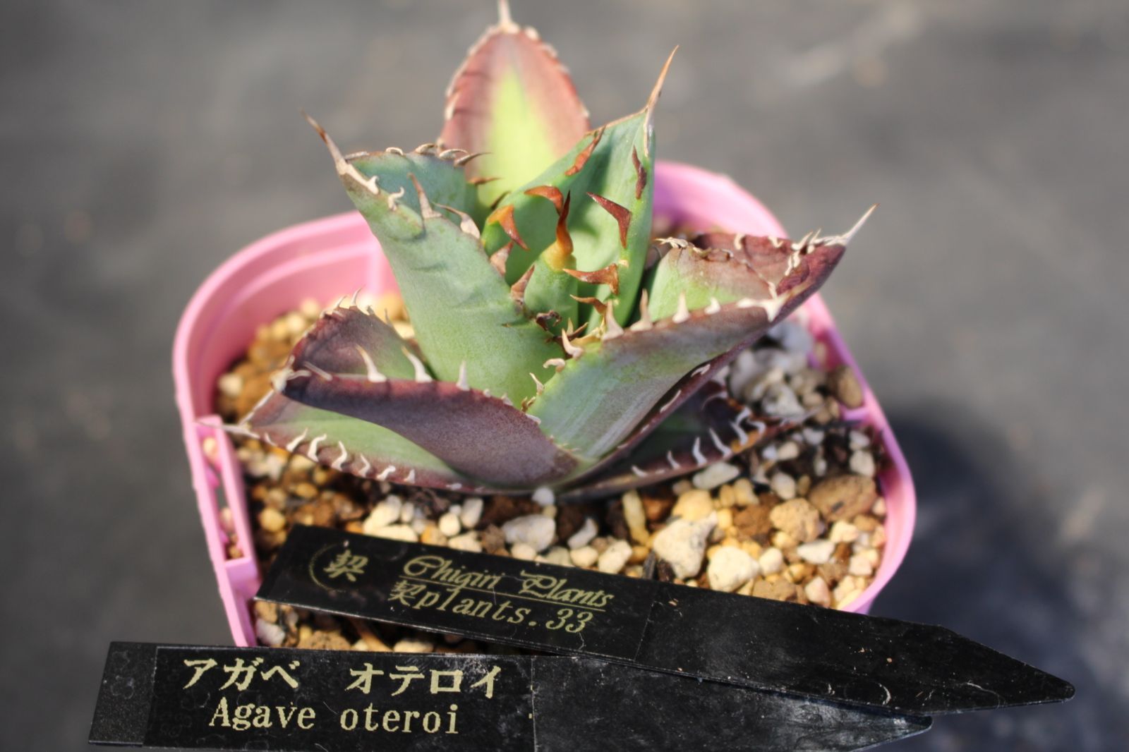 アガベ オテロイ / Agave oteroi 信州実生33 - メルカリ